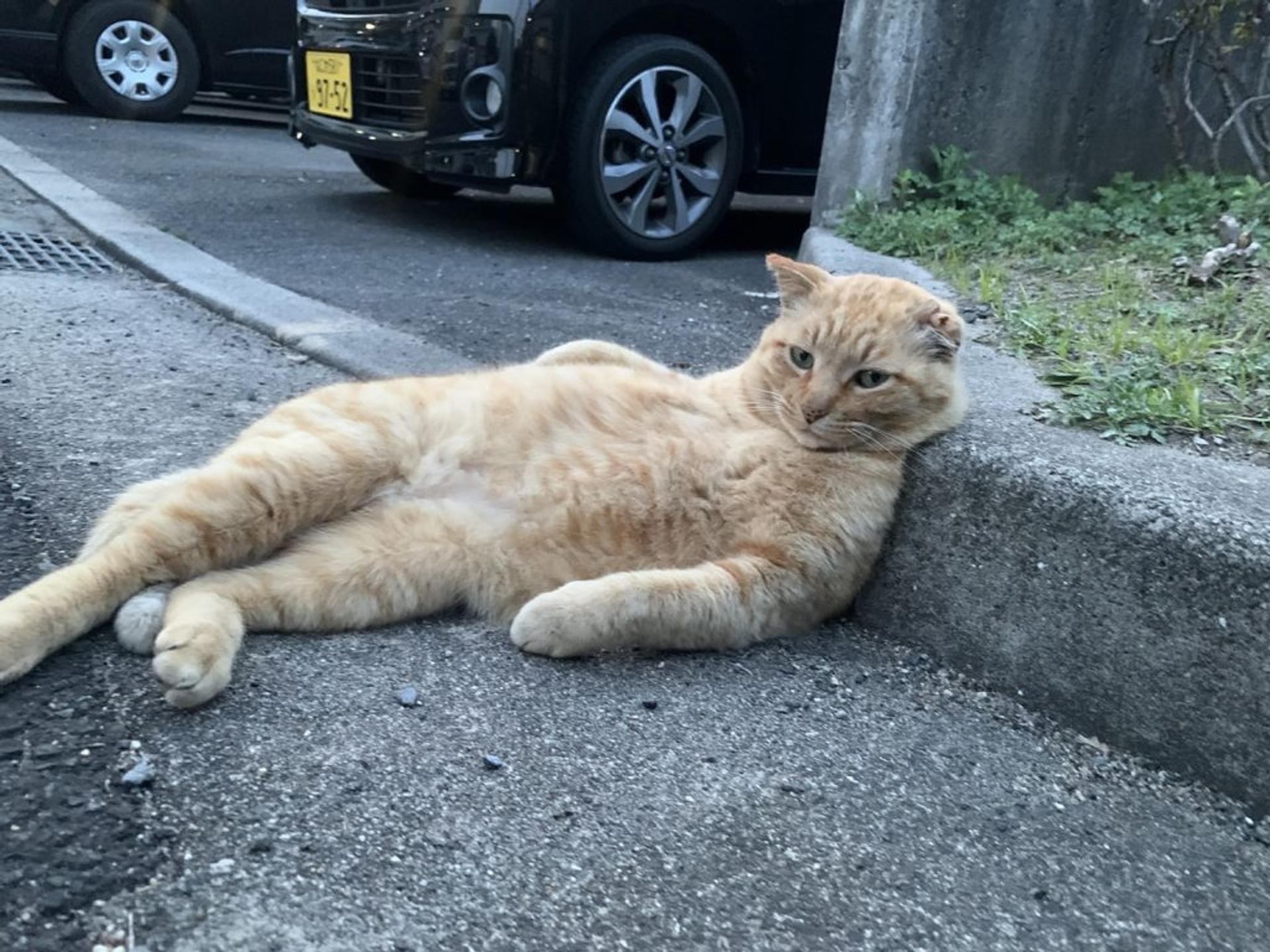 pet-image-2