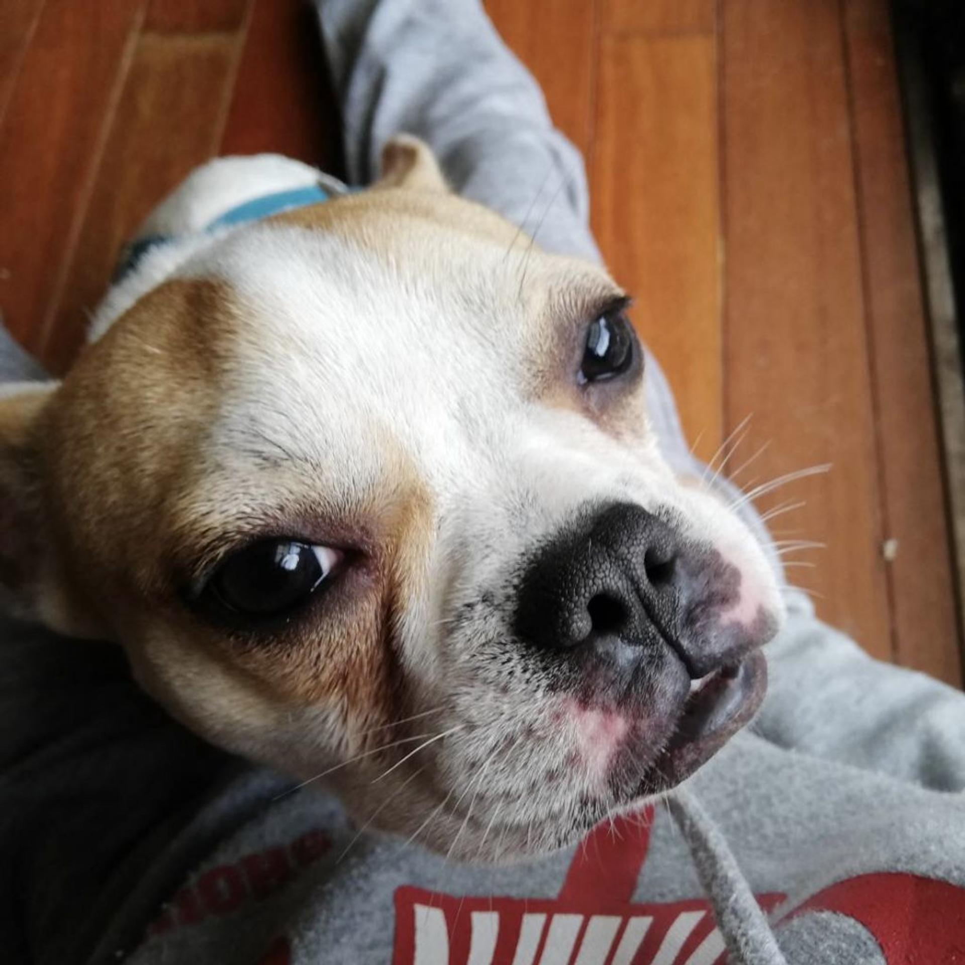 pet-image-4