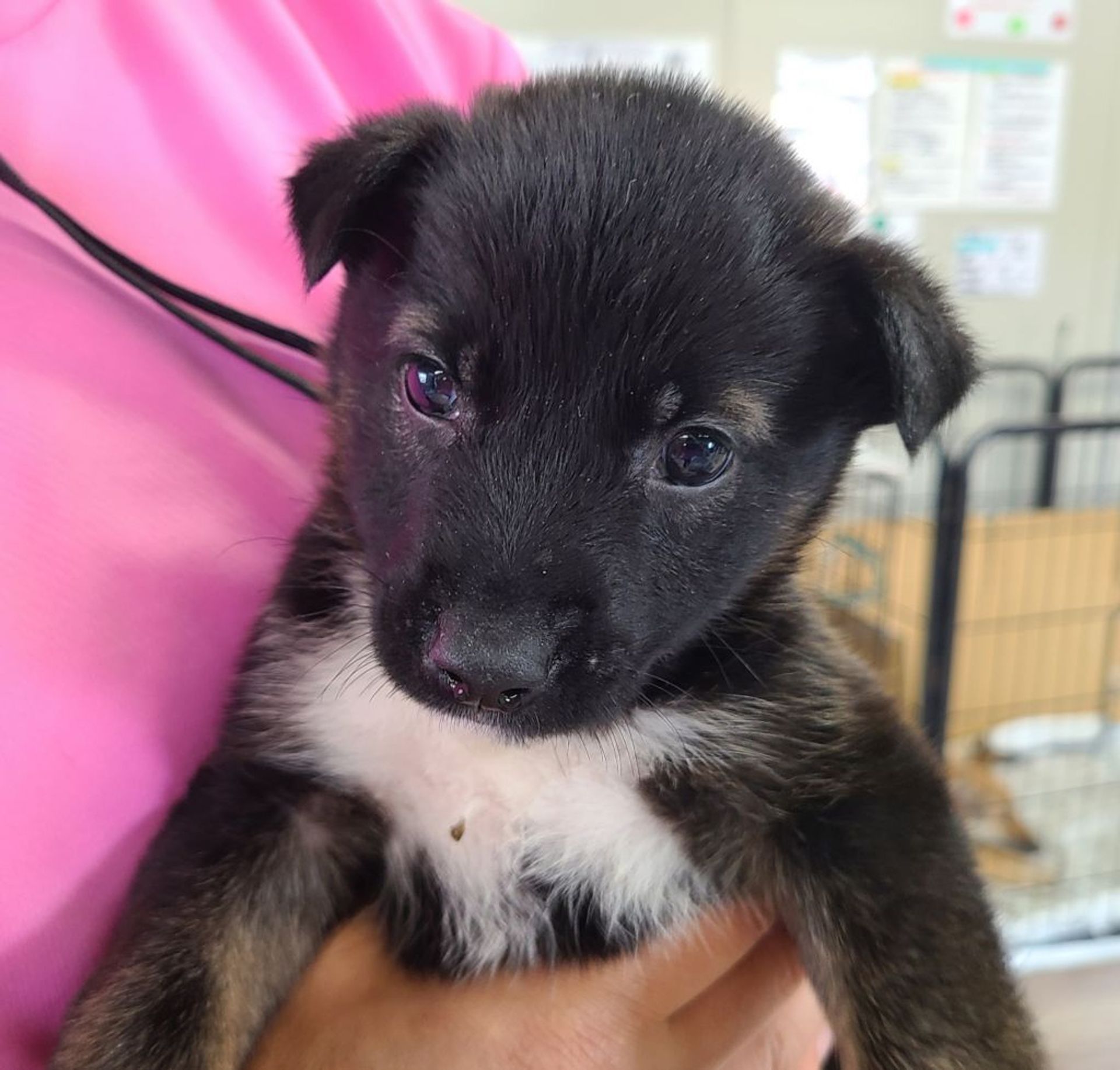 雑種（ミックス犬）・オスの里親募集の写真
