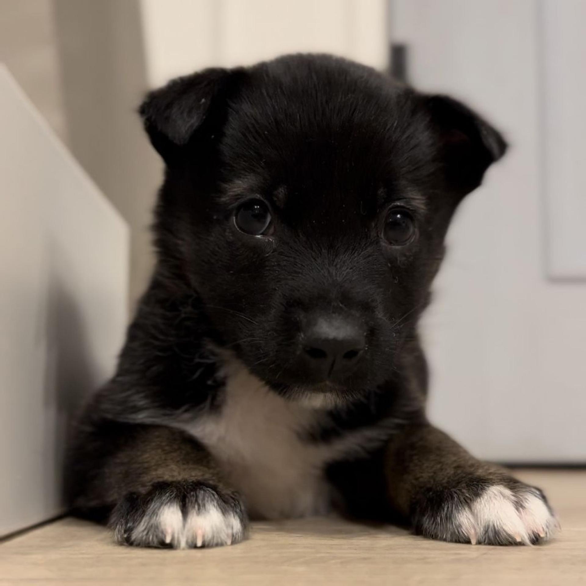 pet-image-2
