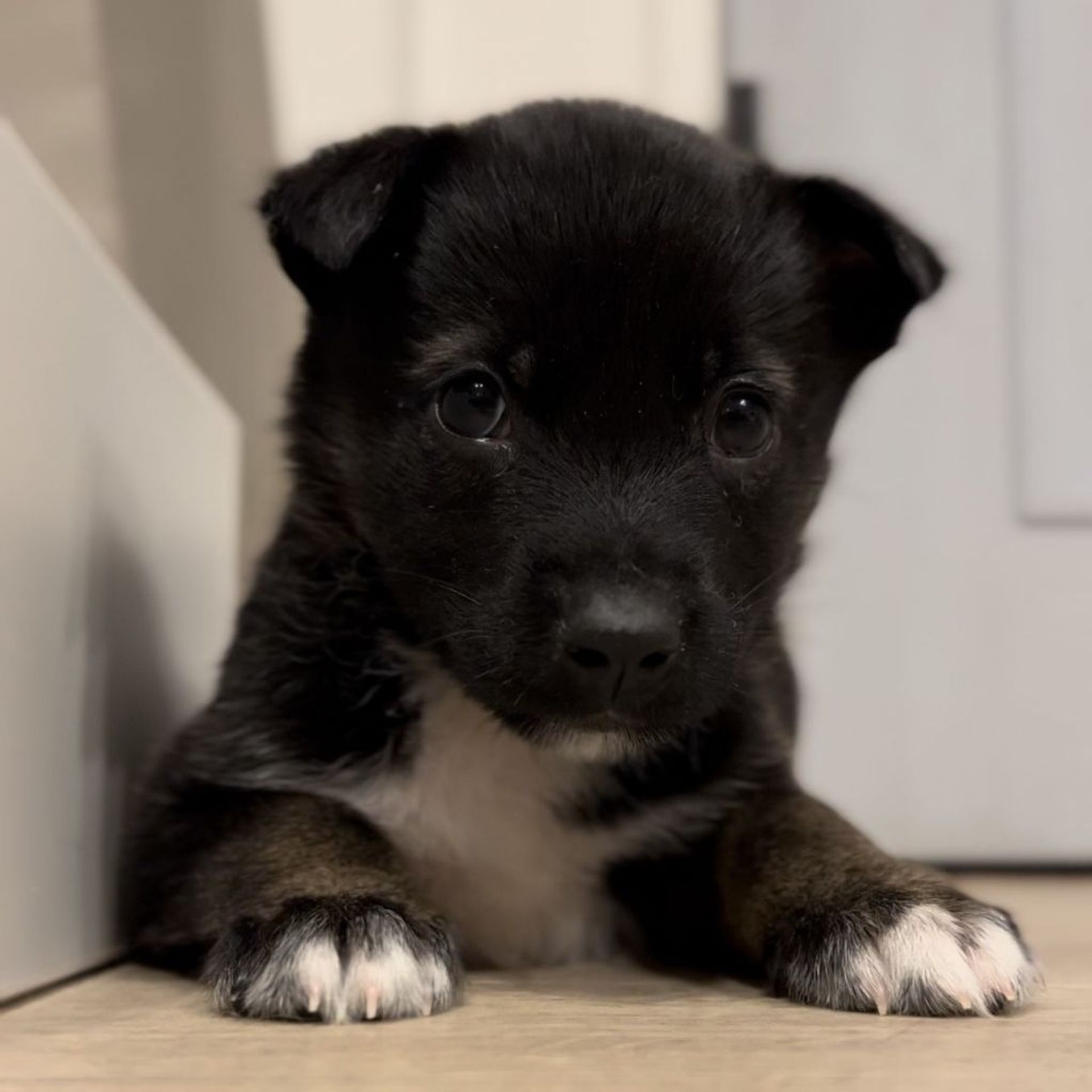 雑種（ミックス犬）・オスの里親募集の写真