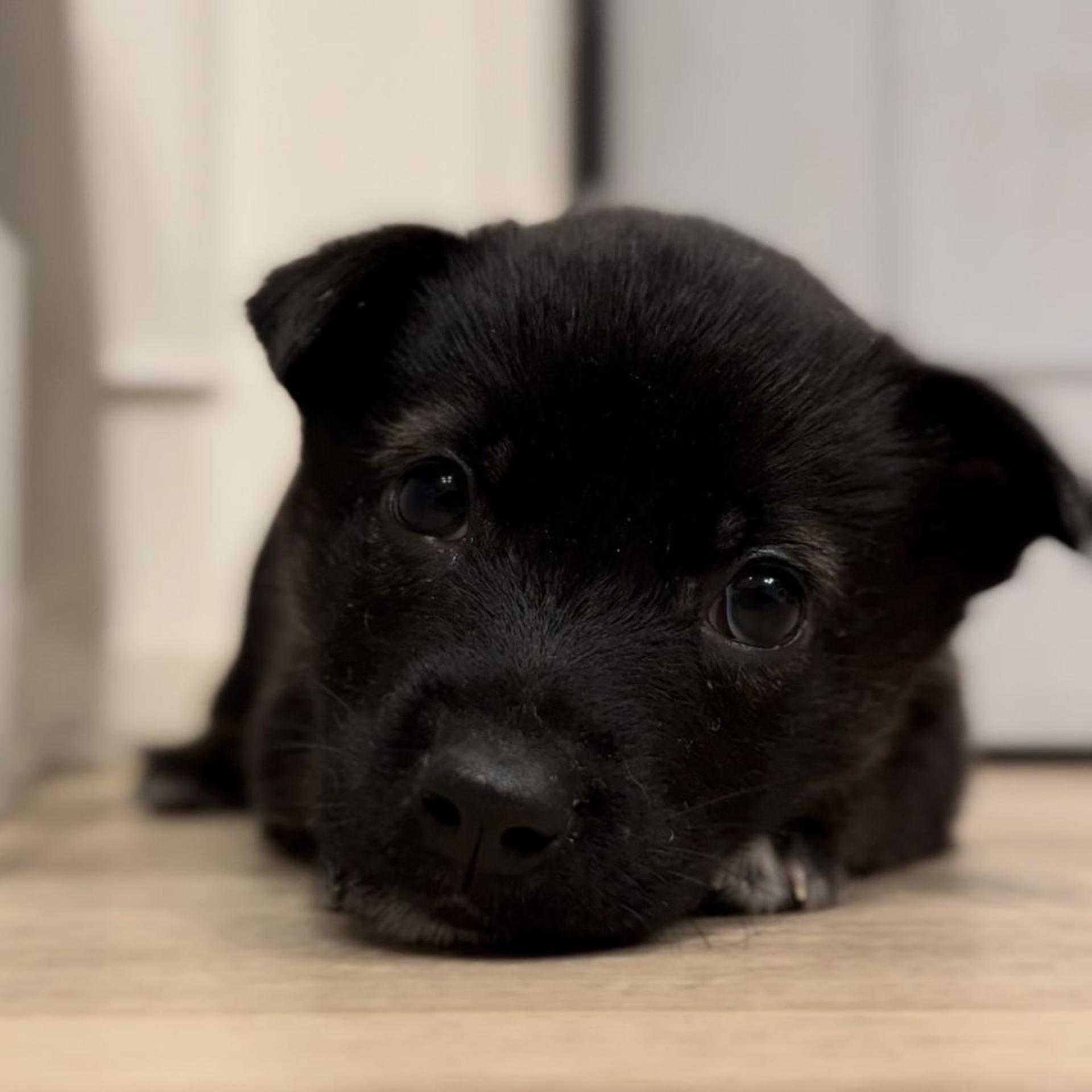 pet-image-4
