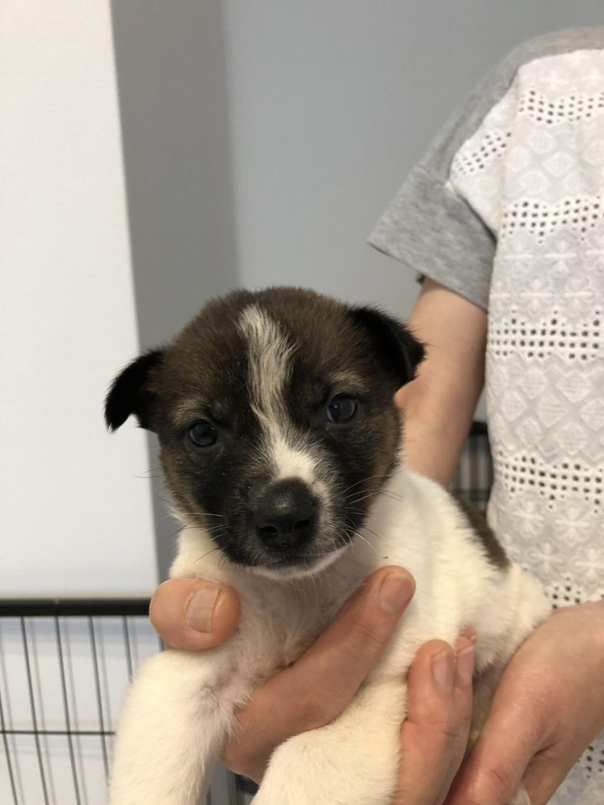 pet-image-2