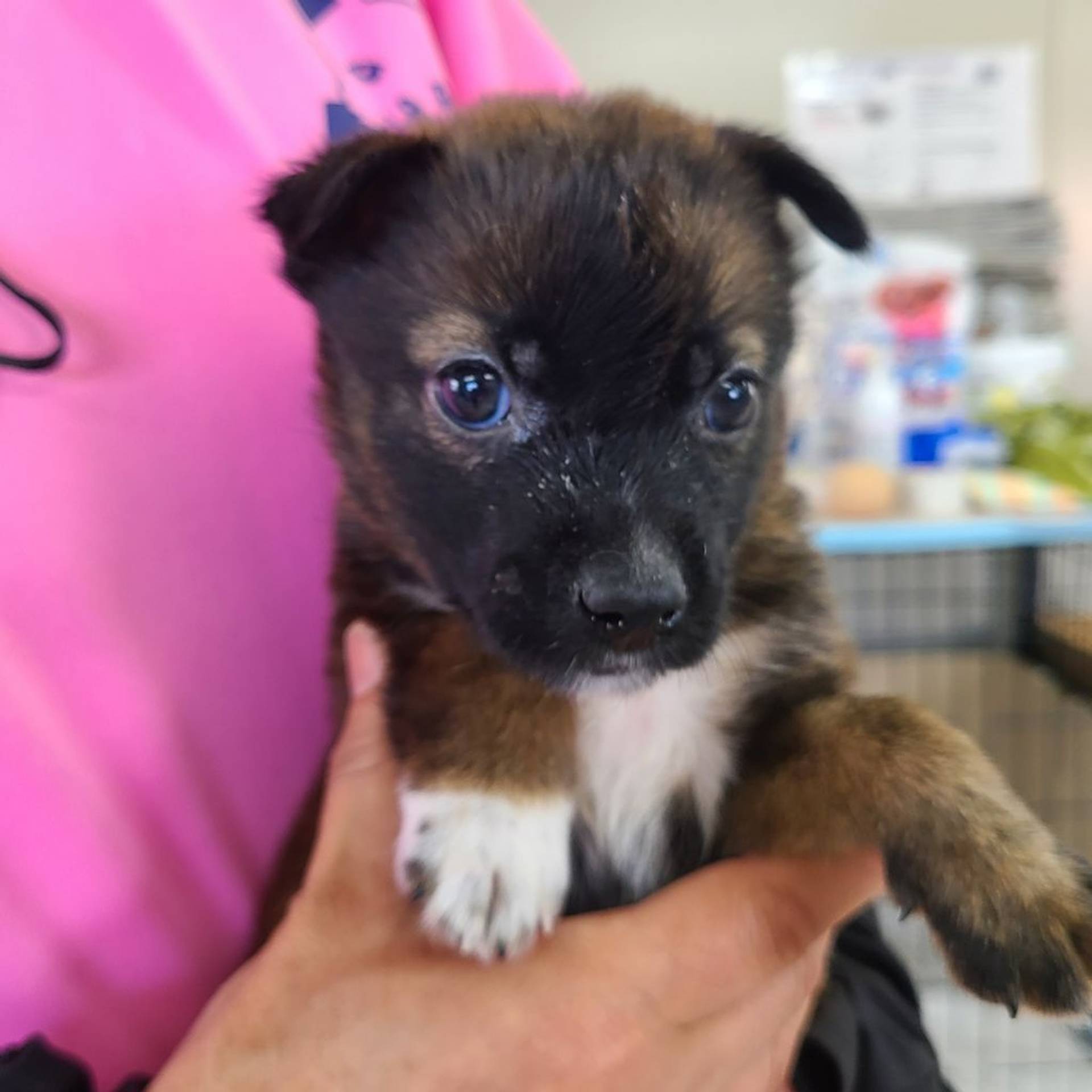 雑種（ミックス犬）・メスの里親募集の写真