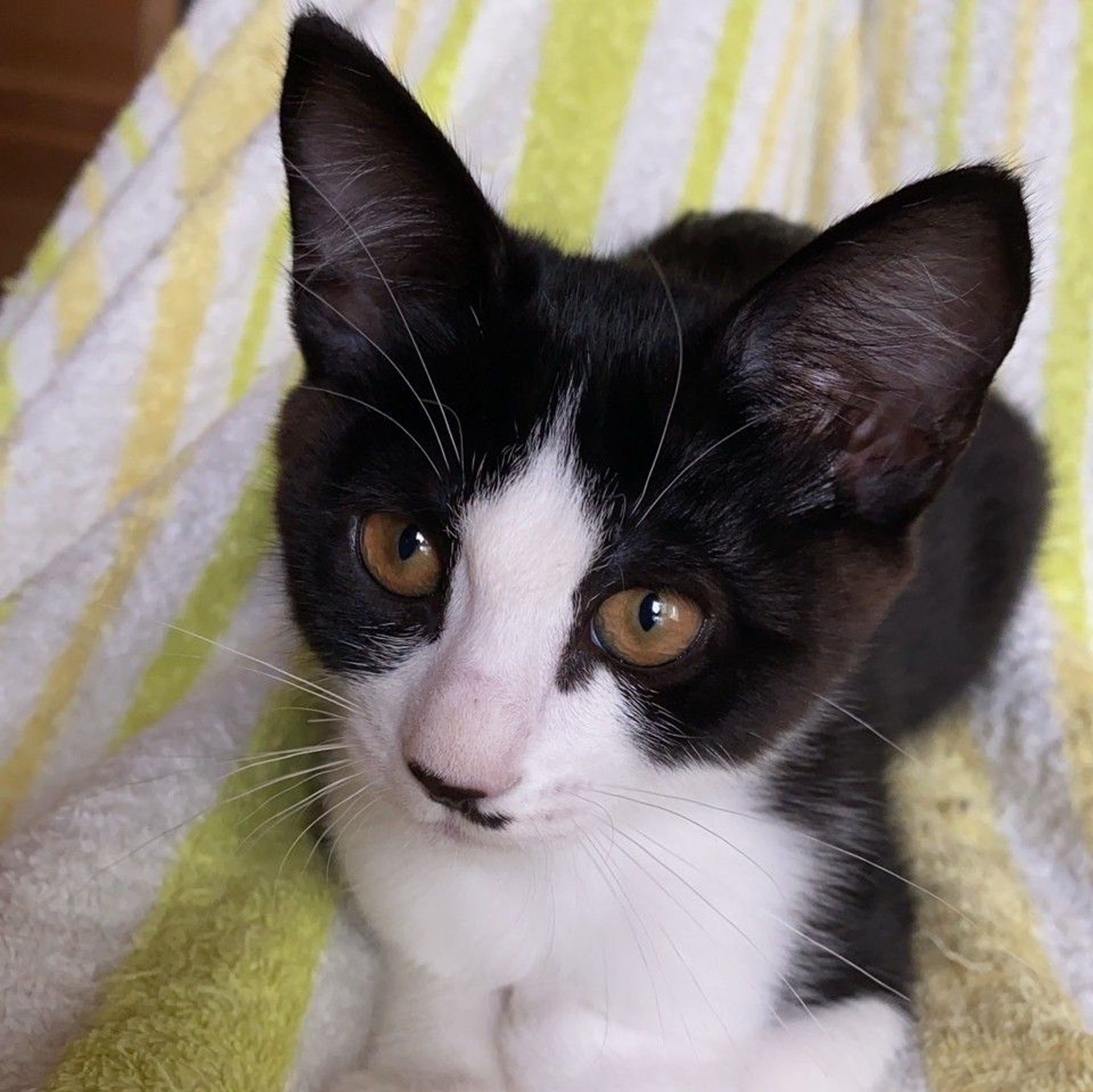 雑種（ミックス猫）・メスの里親募集の写真