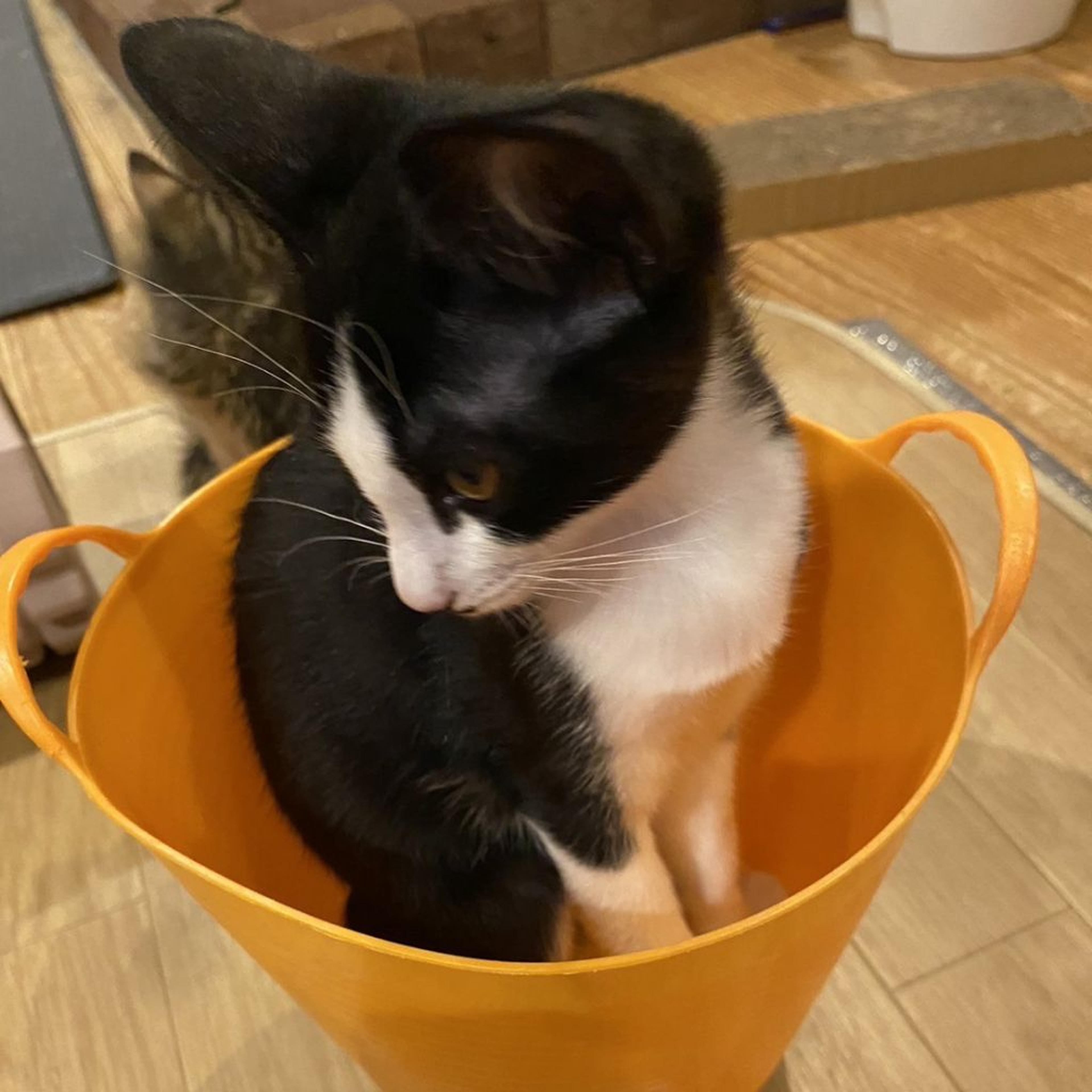 pet-image-2