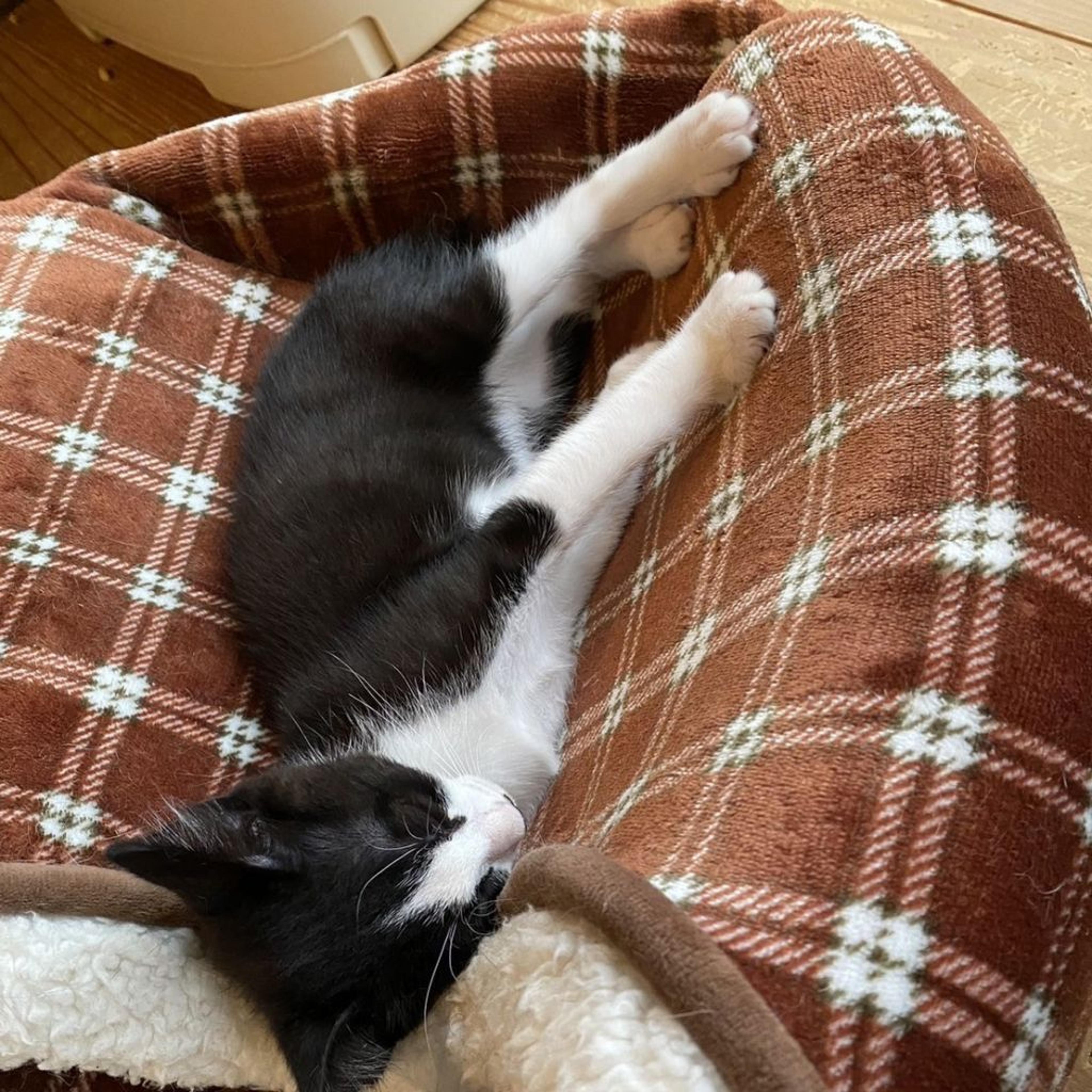 pet-image-3