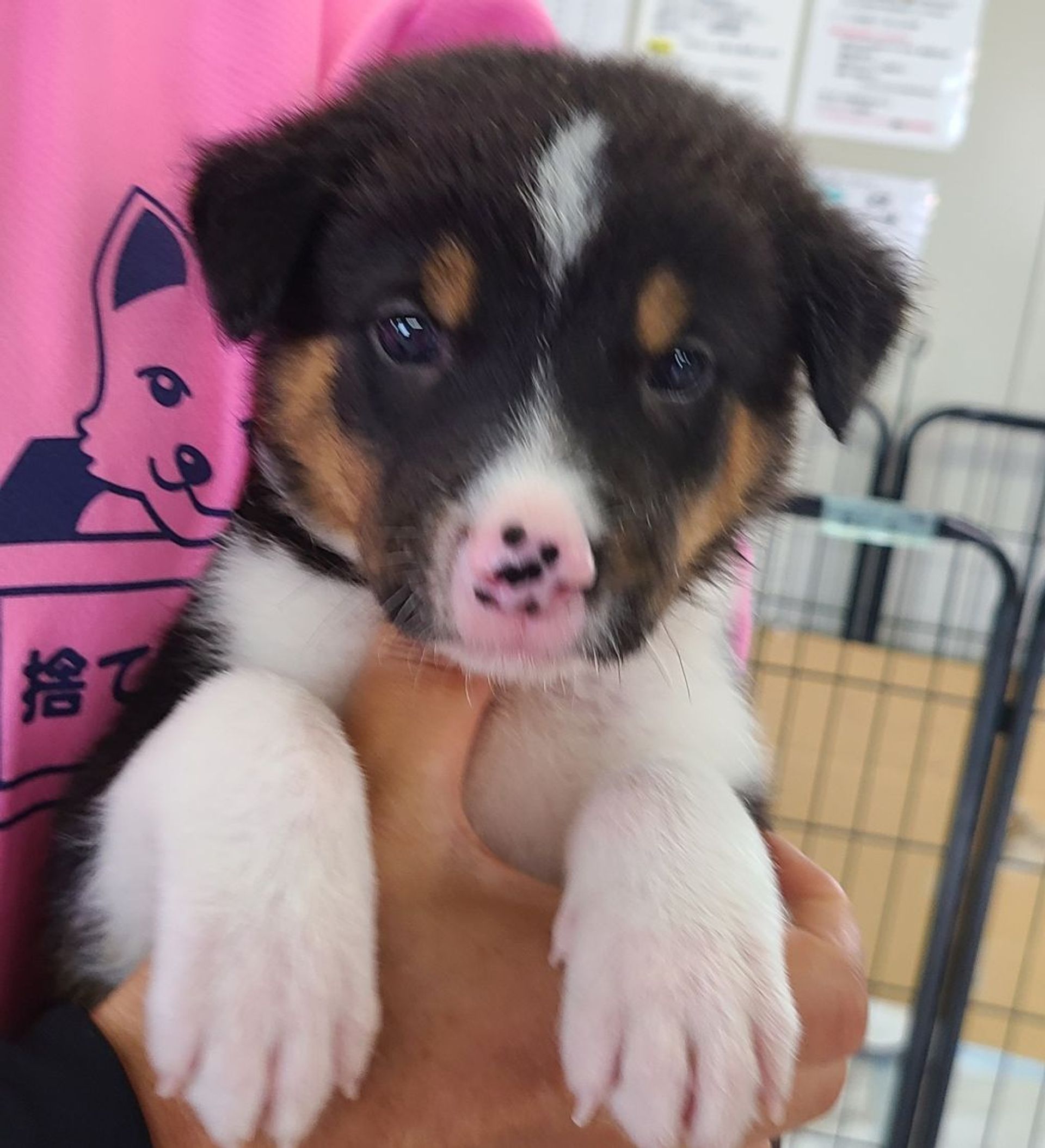 雑種（ミックス犬）・メスの里親募集の写真