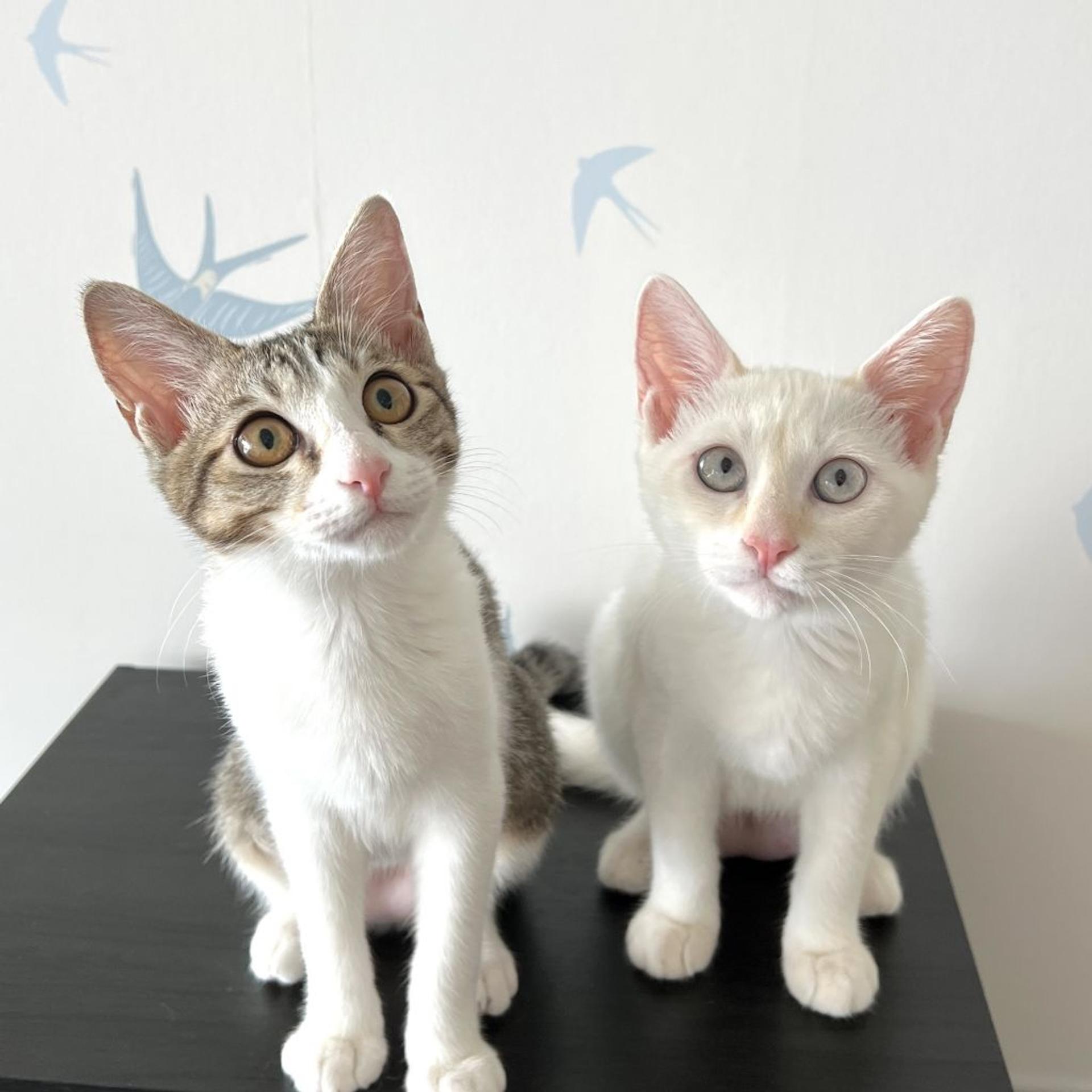 pet-image-5