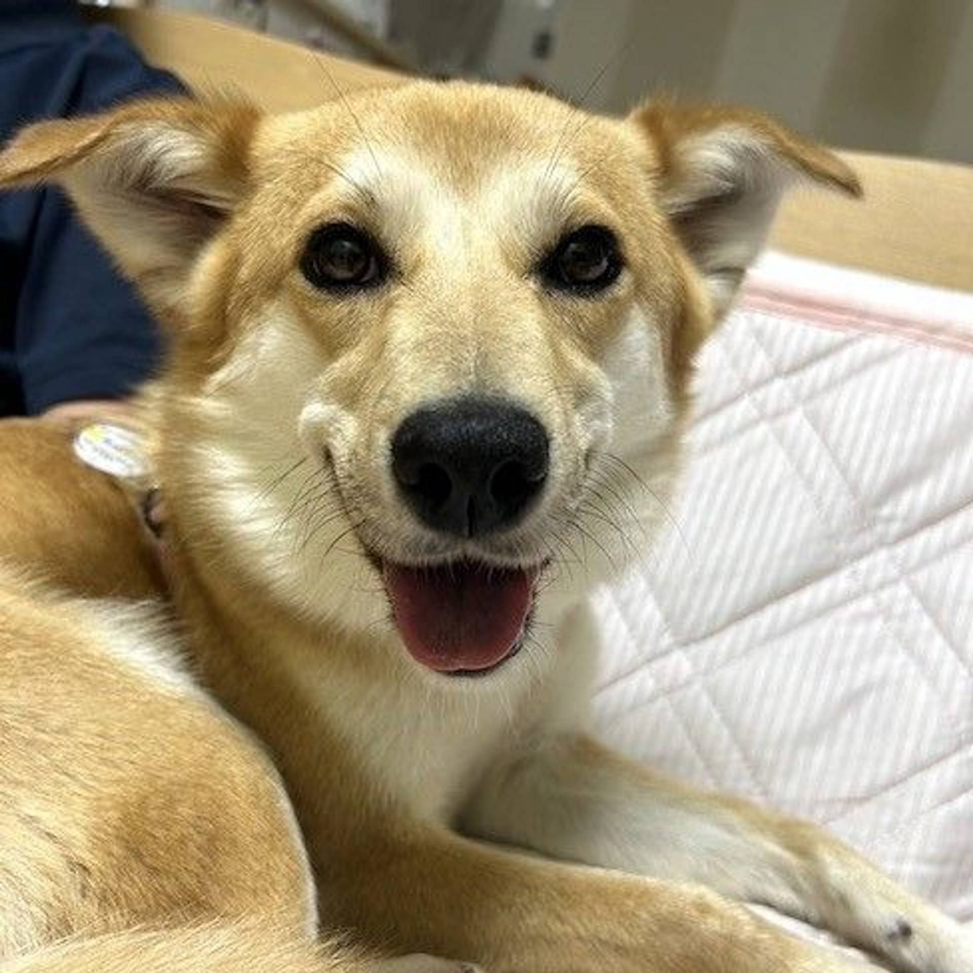 雑種（ミックス犬）・メスの里親募集の写真