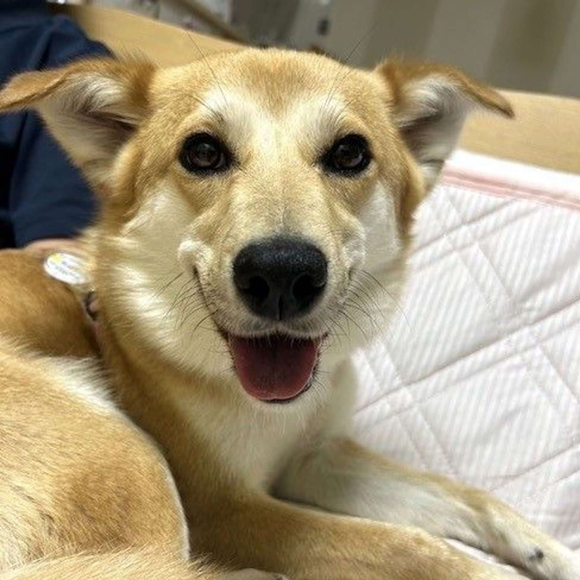 雑種（ミックス犬）・メスの里親募集の写真
