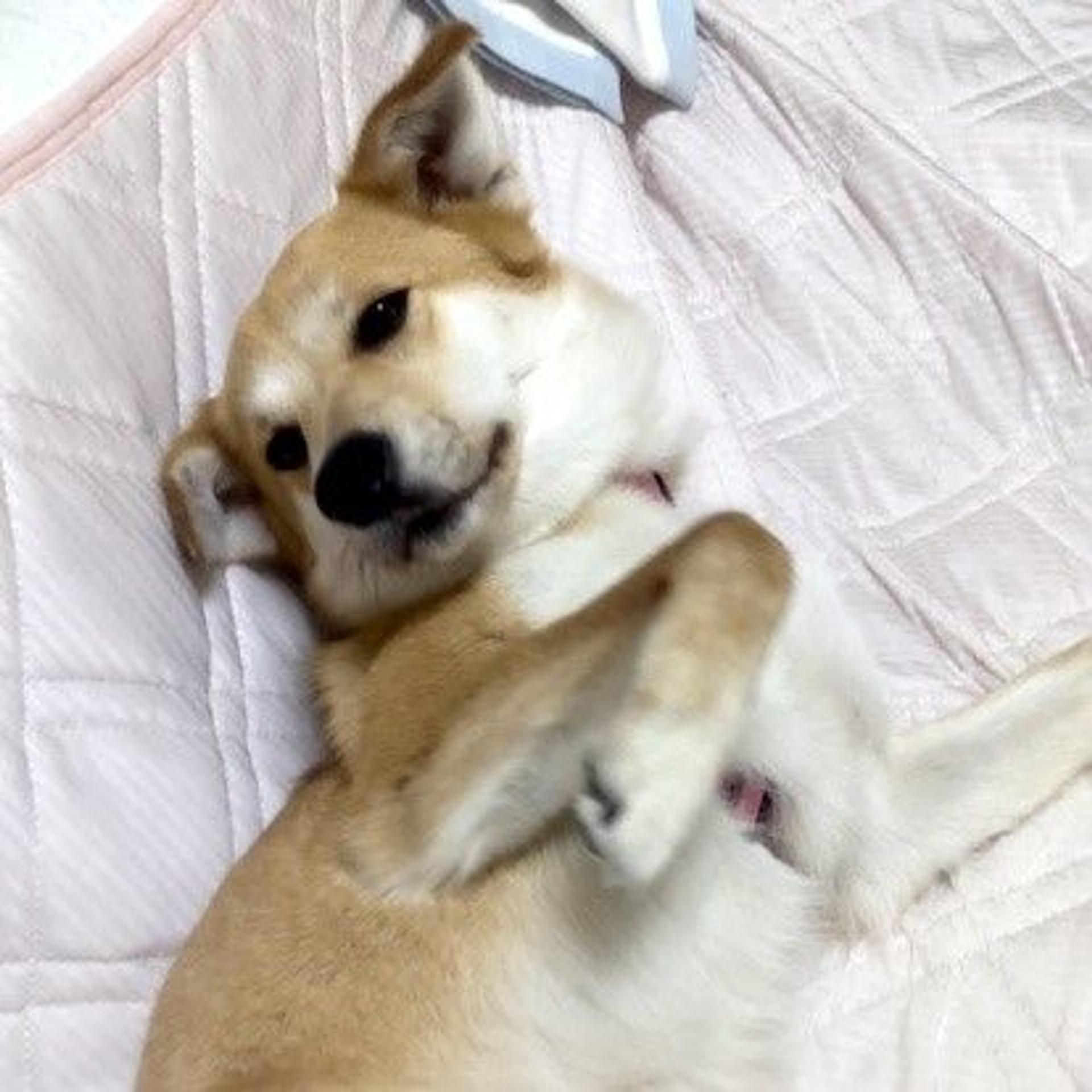 pet-image-4