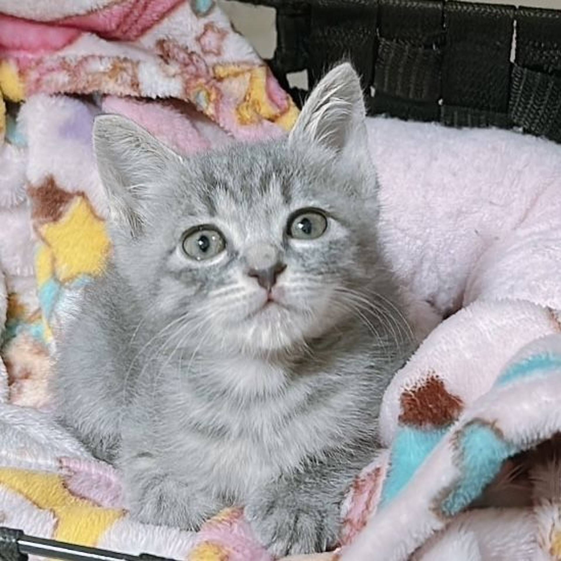 雑種（ミックス猫）・メスの里親募集の写真
