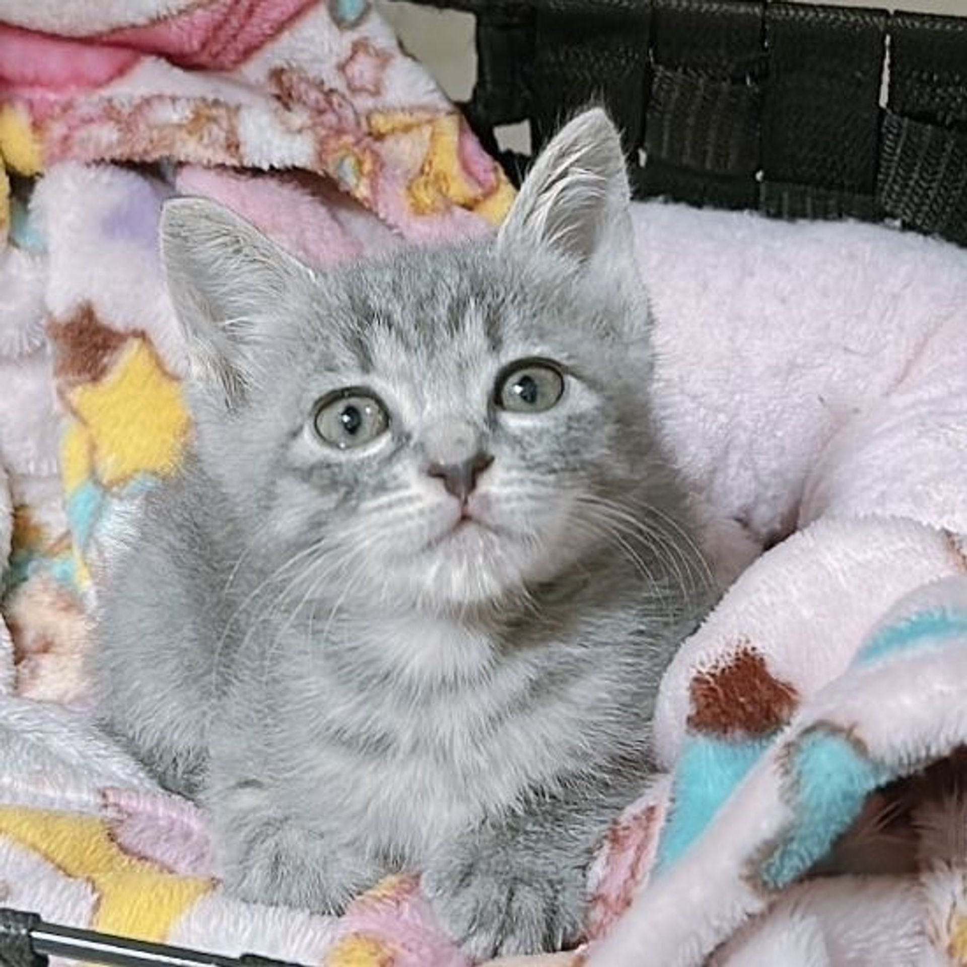 雑種（ミックス猫）・メスの里親募集の写真
