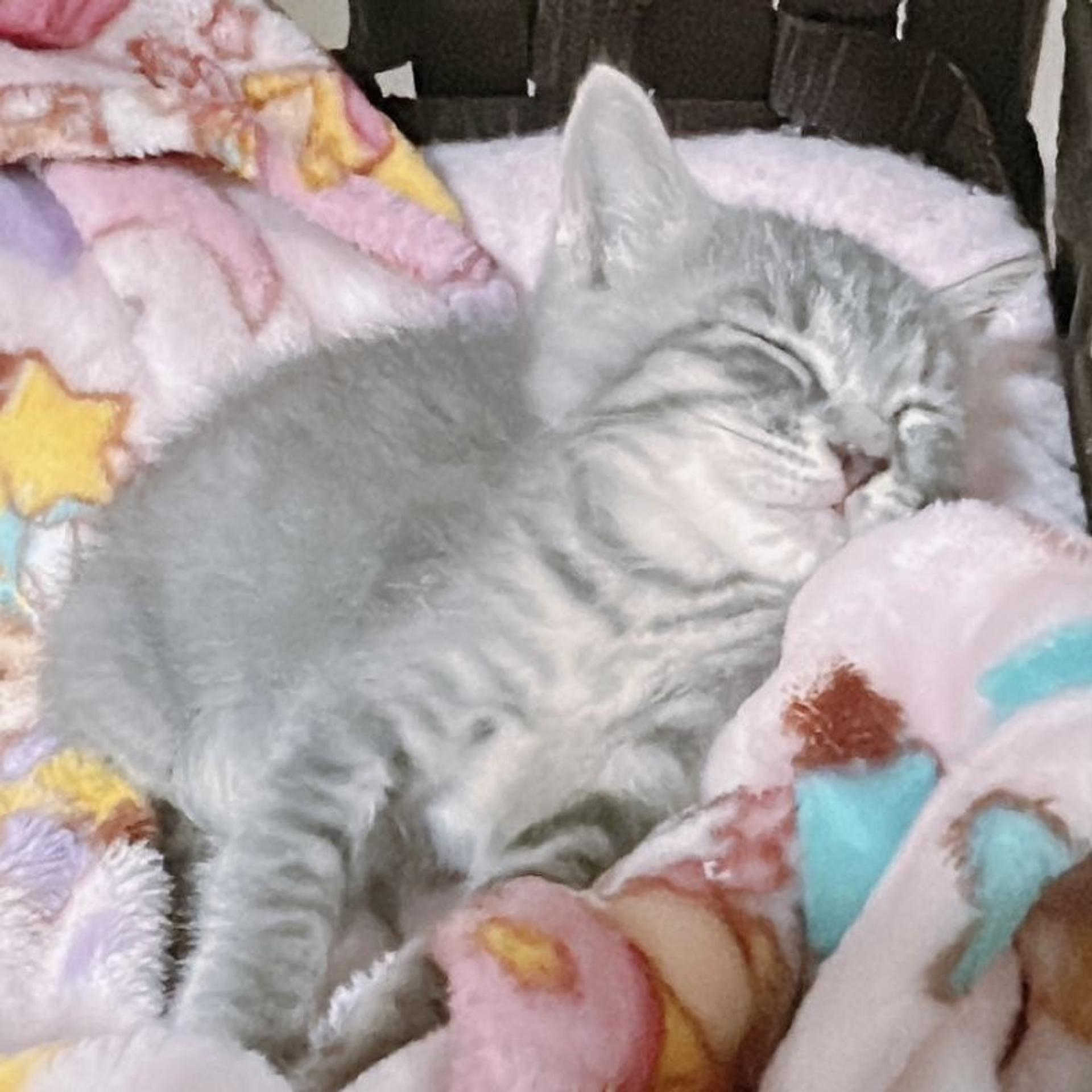 pet-image-3