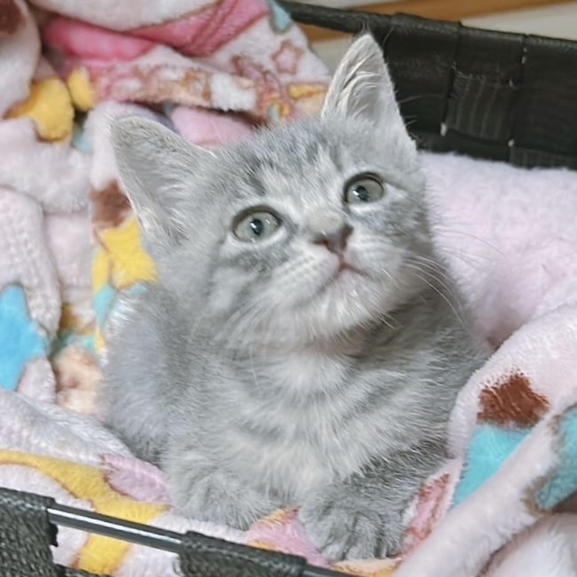 pet-image-5