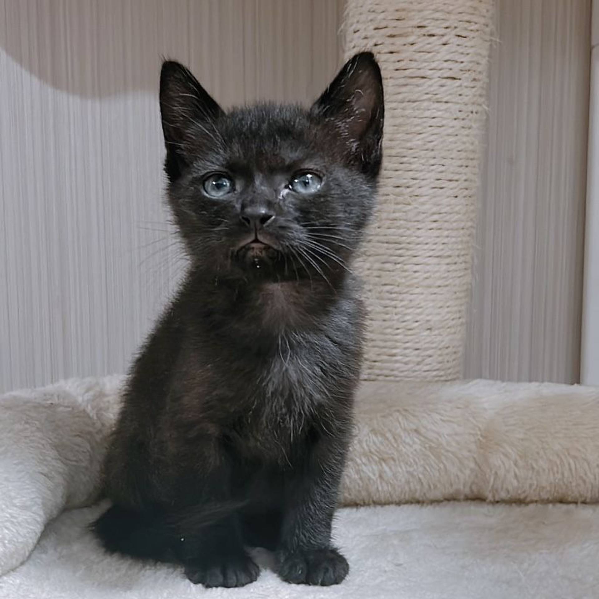 雑種（ミックス猫）・メスの里親募集の写真