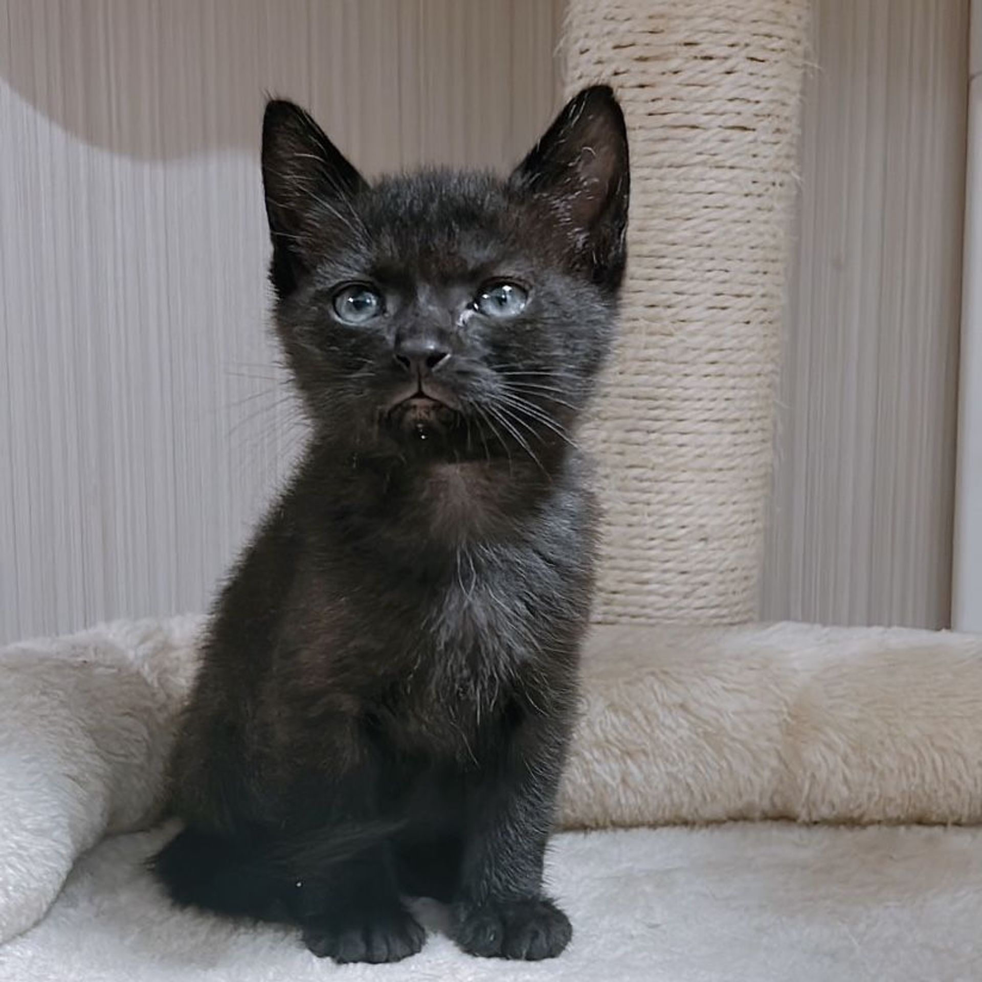 雑種（ミックス猫）・メスの里親募集の写真