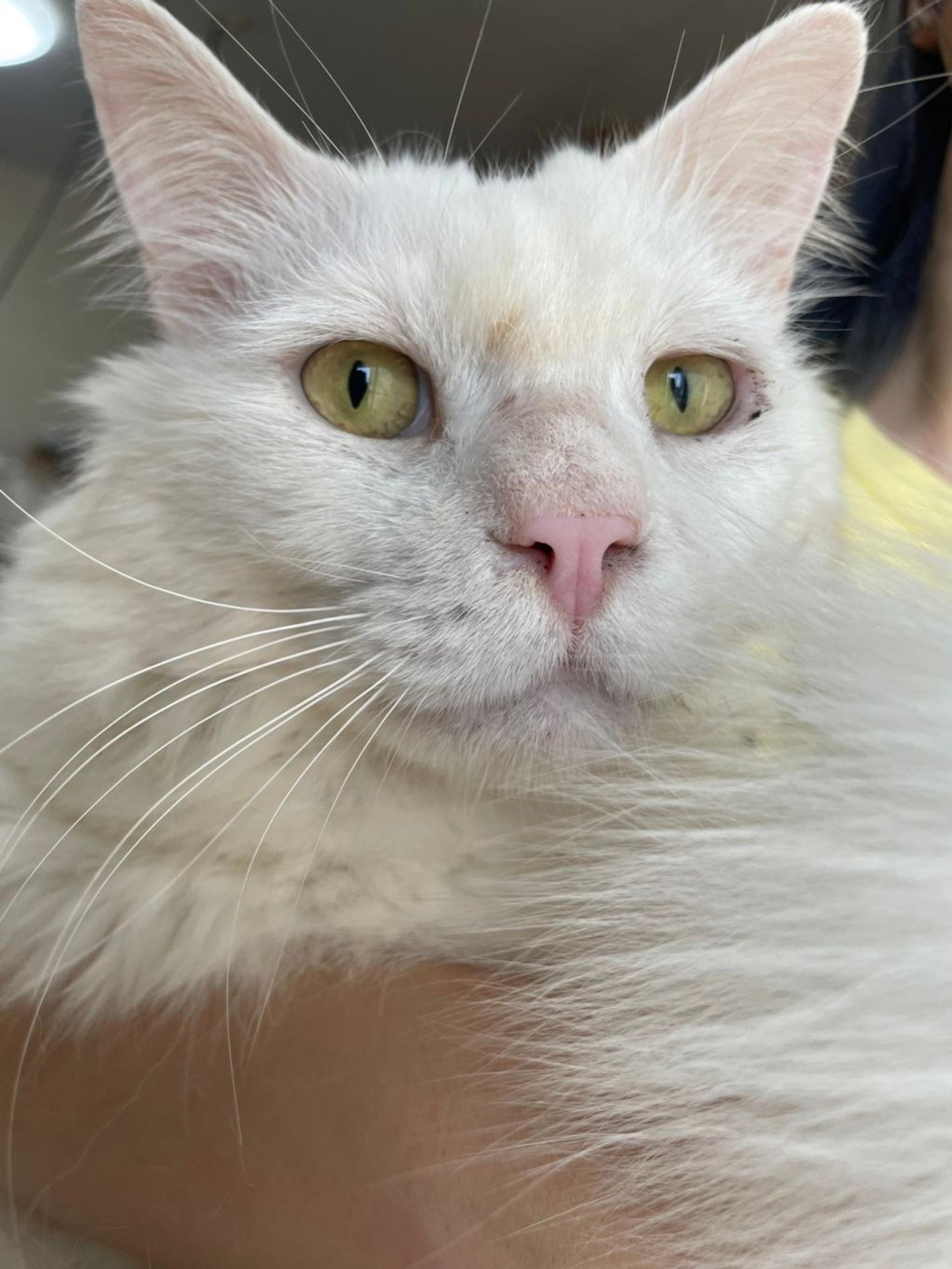 pet-image-2