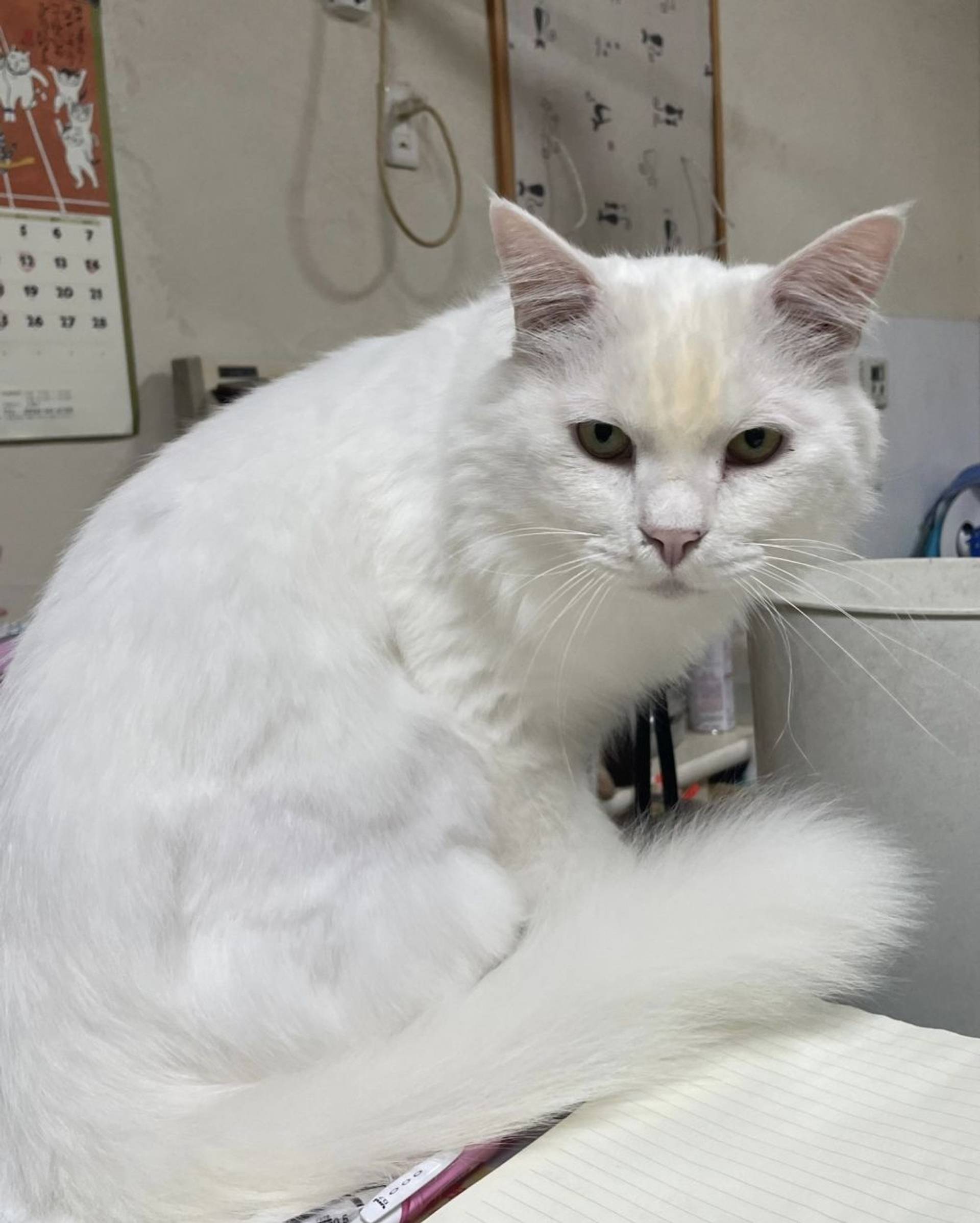 雑種（ミックス猫）・オスの里親募集の写真