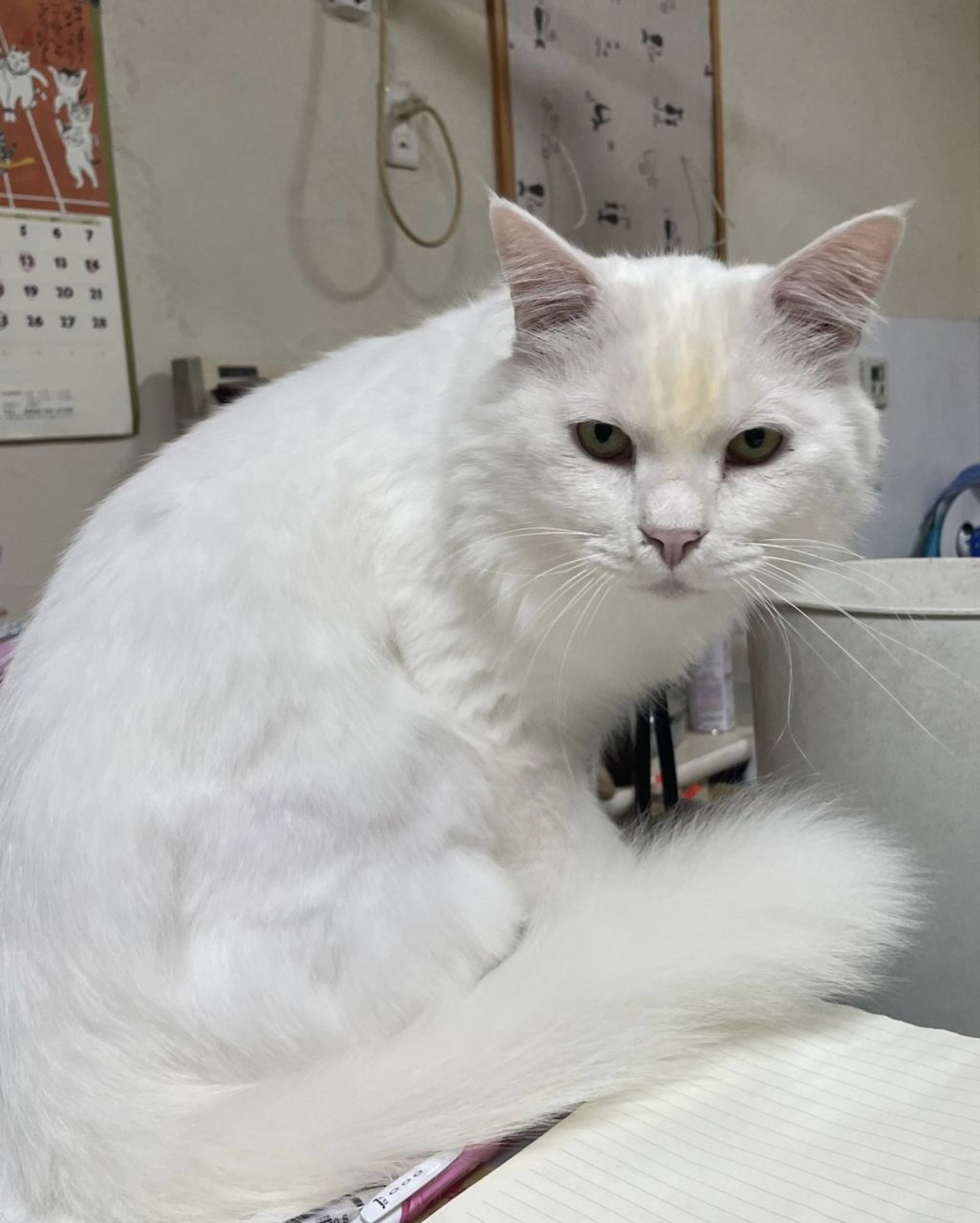雑種（ミックス猫）・オスの里親募集の写真