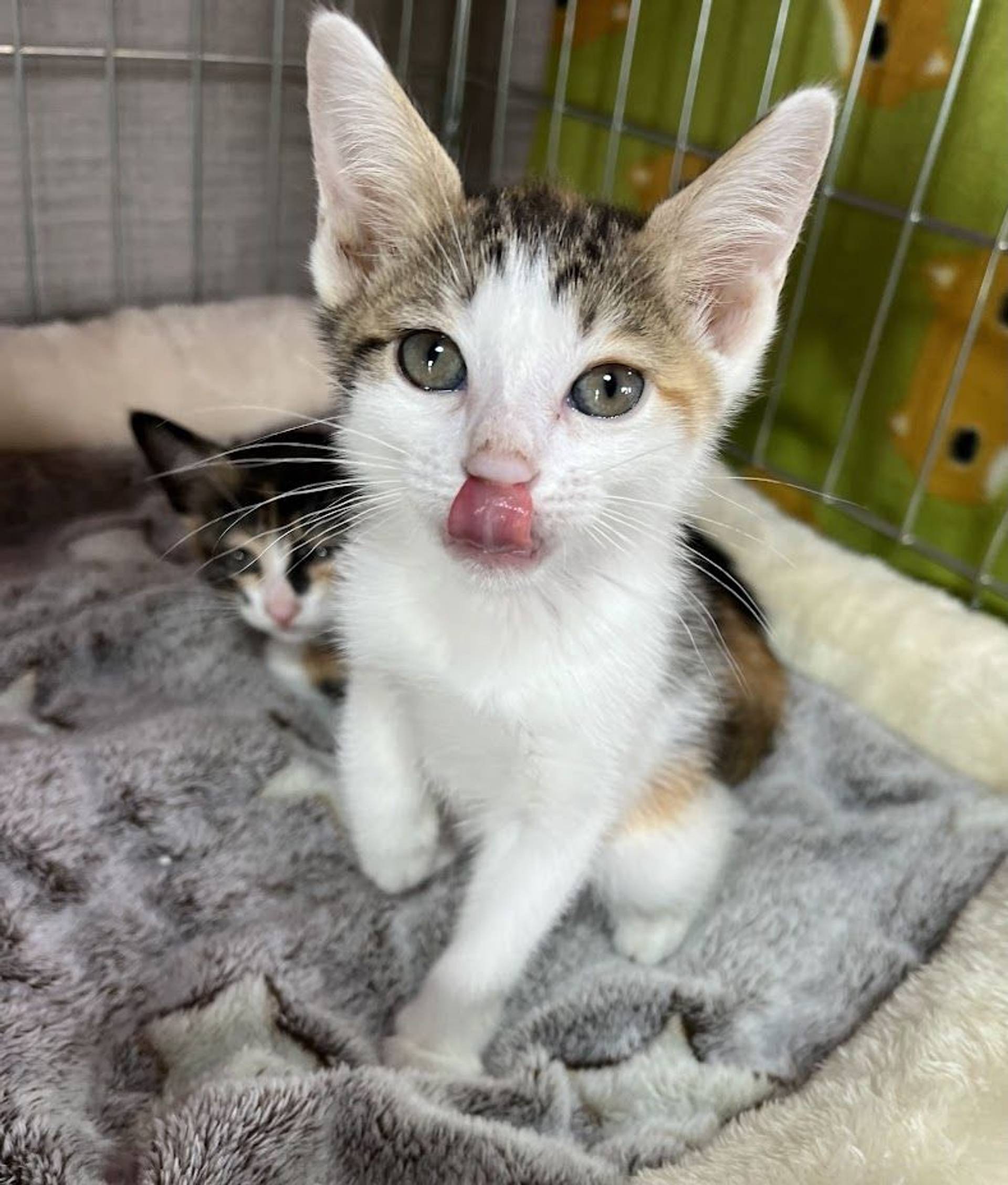 雑種（ミックス猫）・メスの里親募集の写真