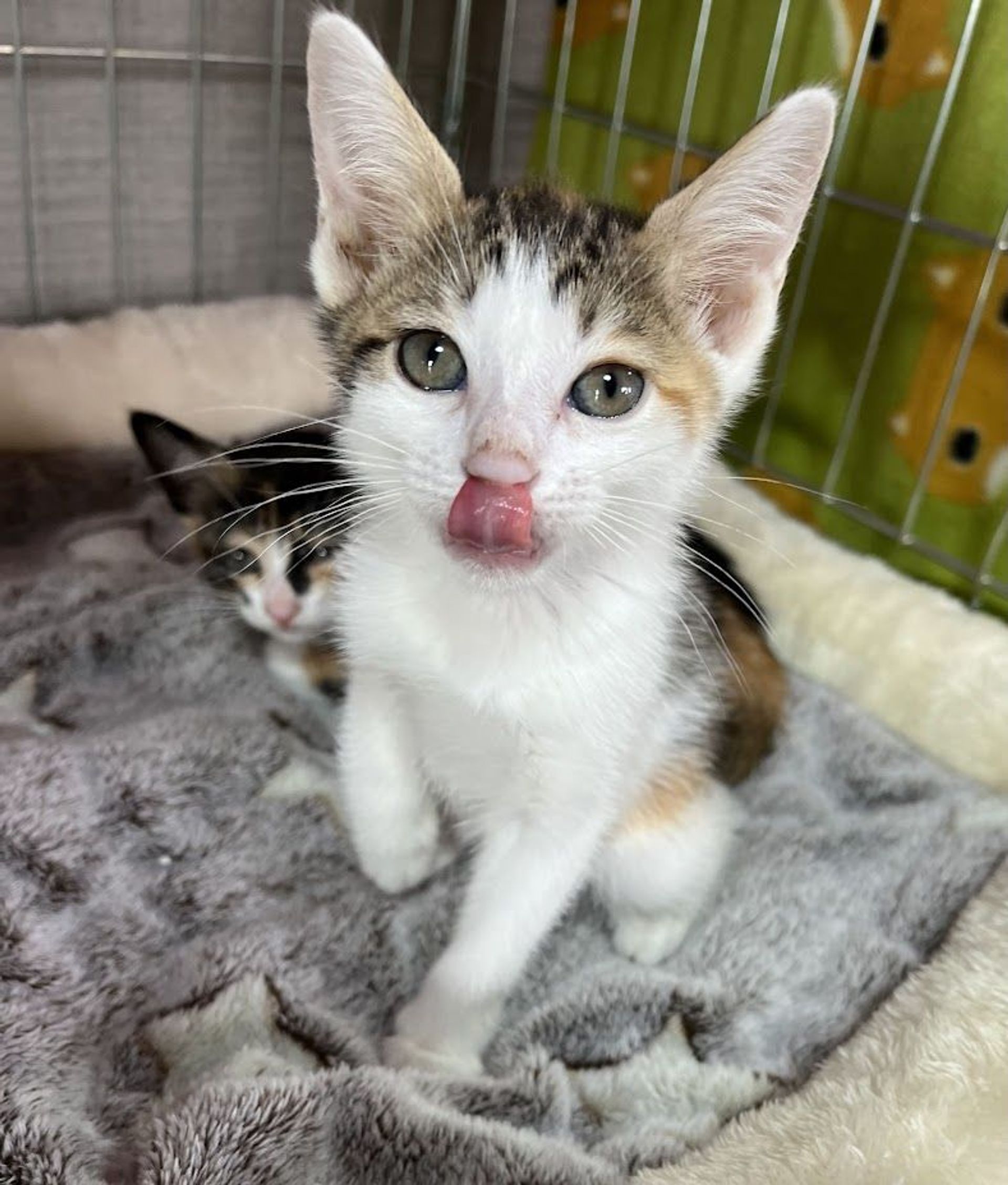 雑種（ミックス猫）・メスの里親募集の写真