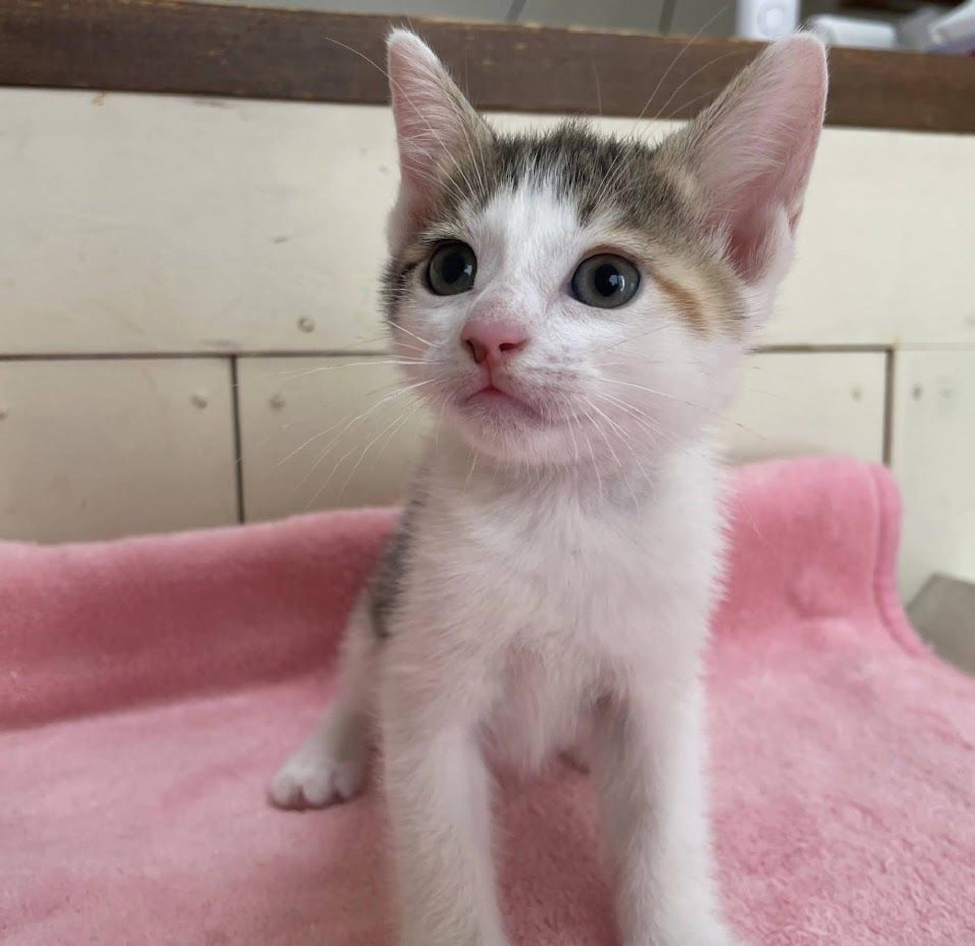pet-image-3