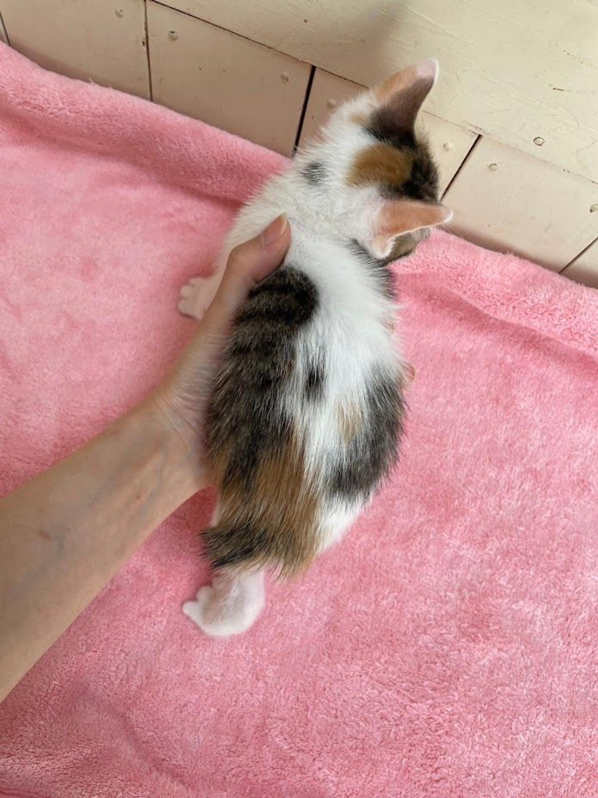 pet-image-5