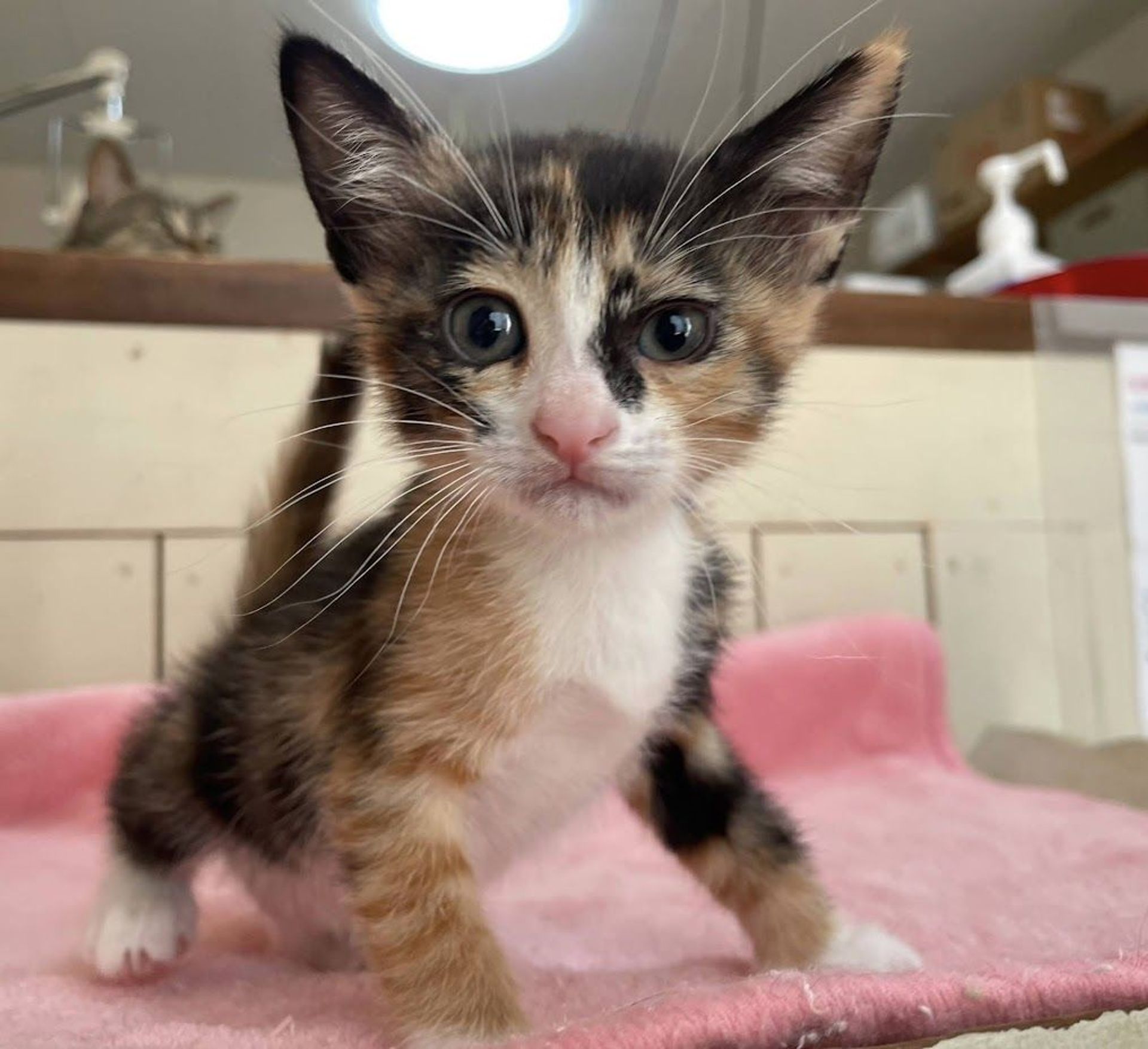 雑種（ミックス猫）・メスの里親募集の写真
