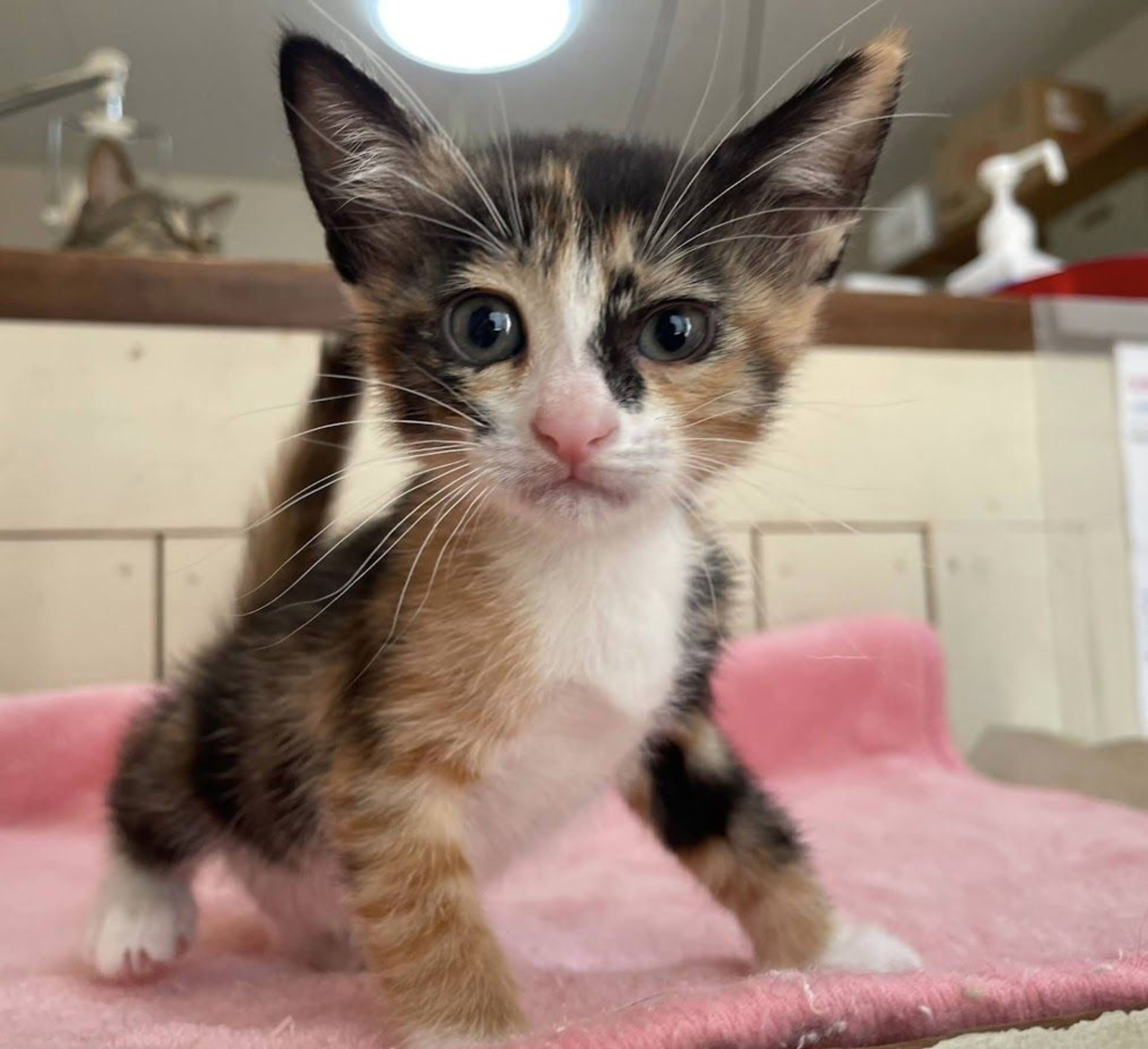 雑種（ミックス猫）・メスの里親募集の写真
