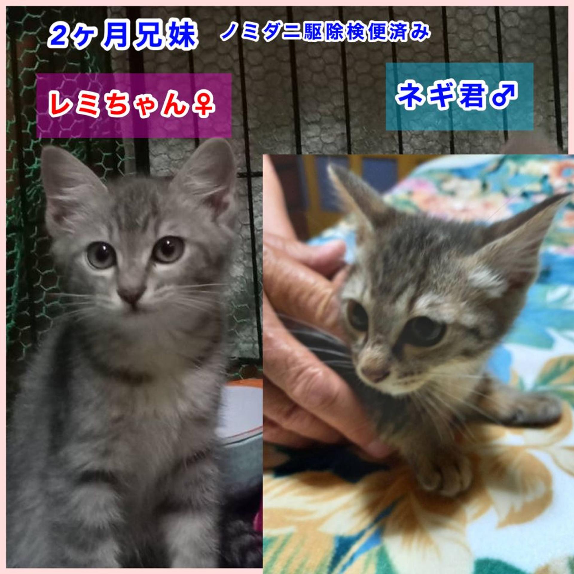 pet-image-5