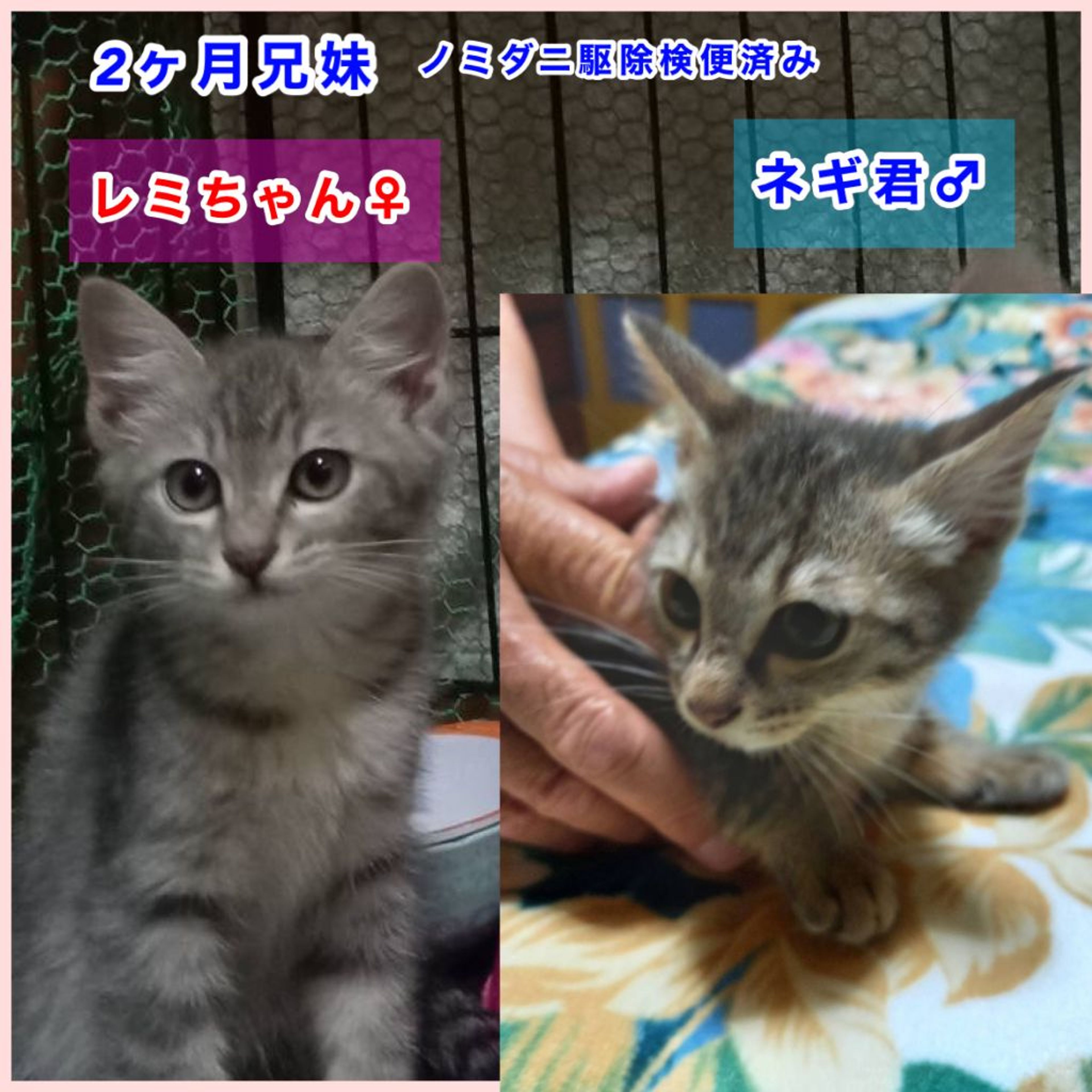 pet-image-5