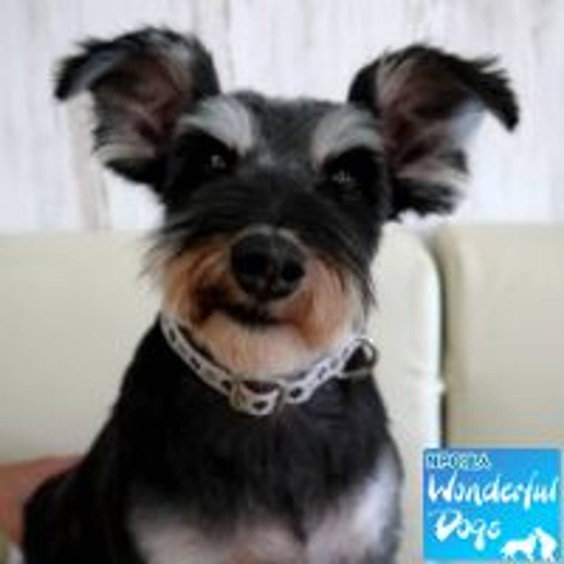 ミニチュア・シュナウザー・メスの里親募集の写真