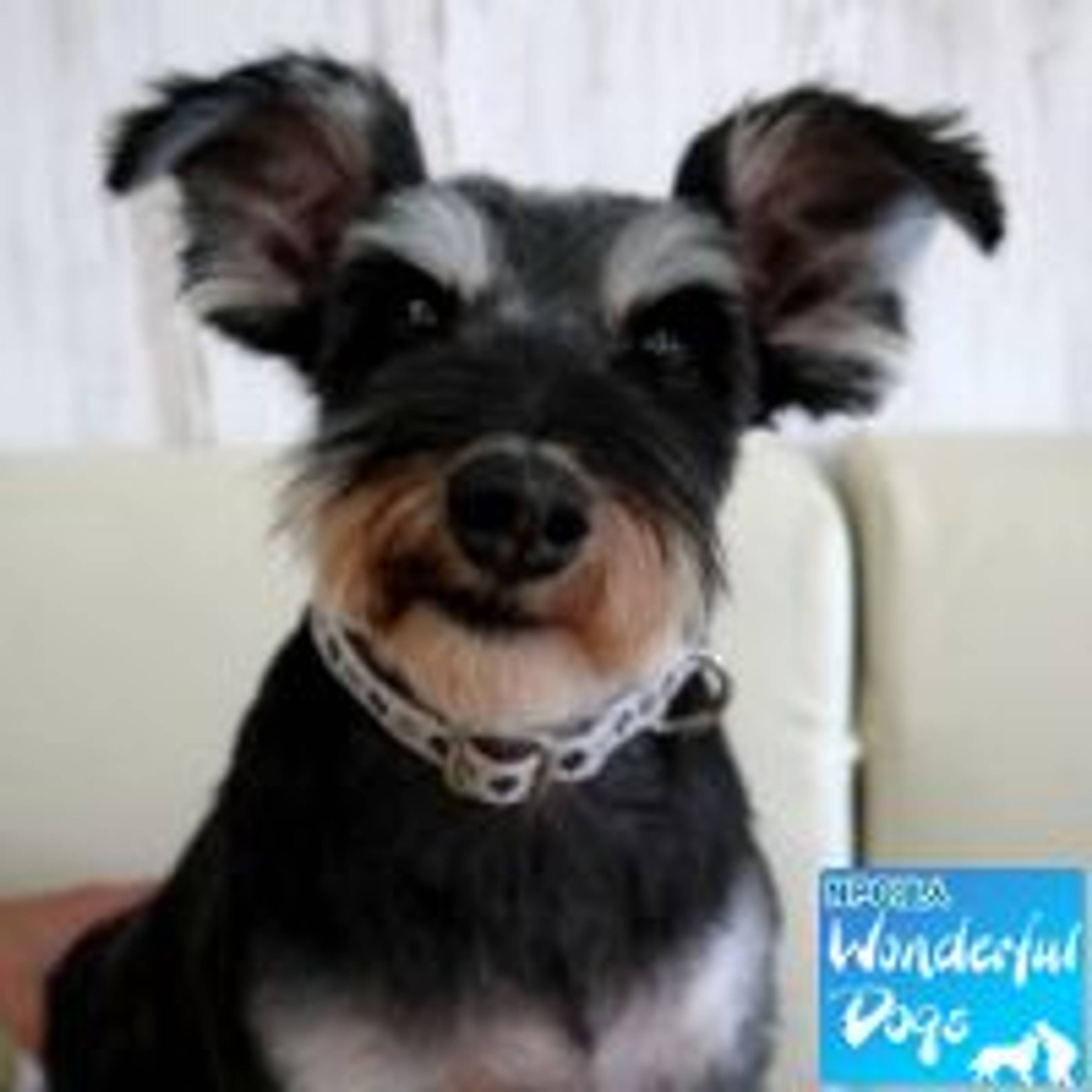 ミニチュア・シュナウザー・メスの里親募集の写真