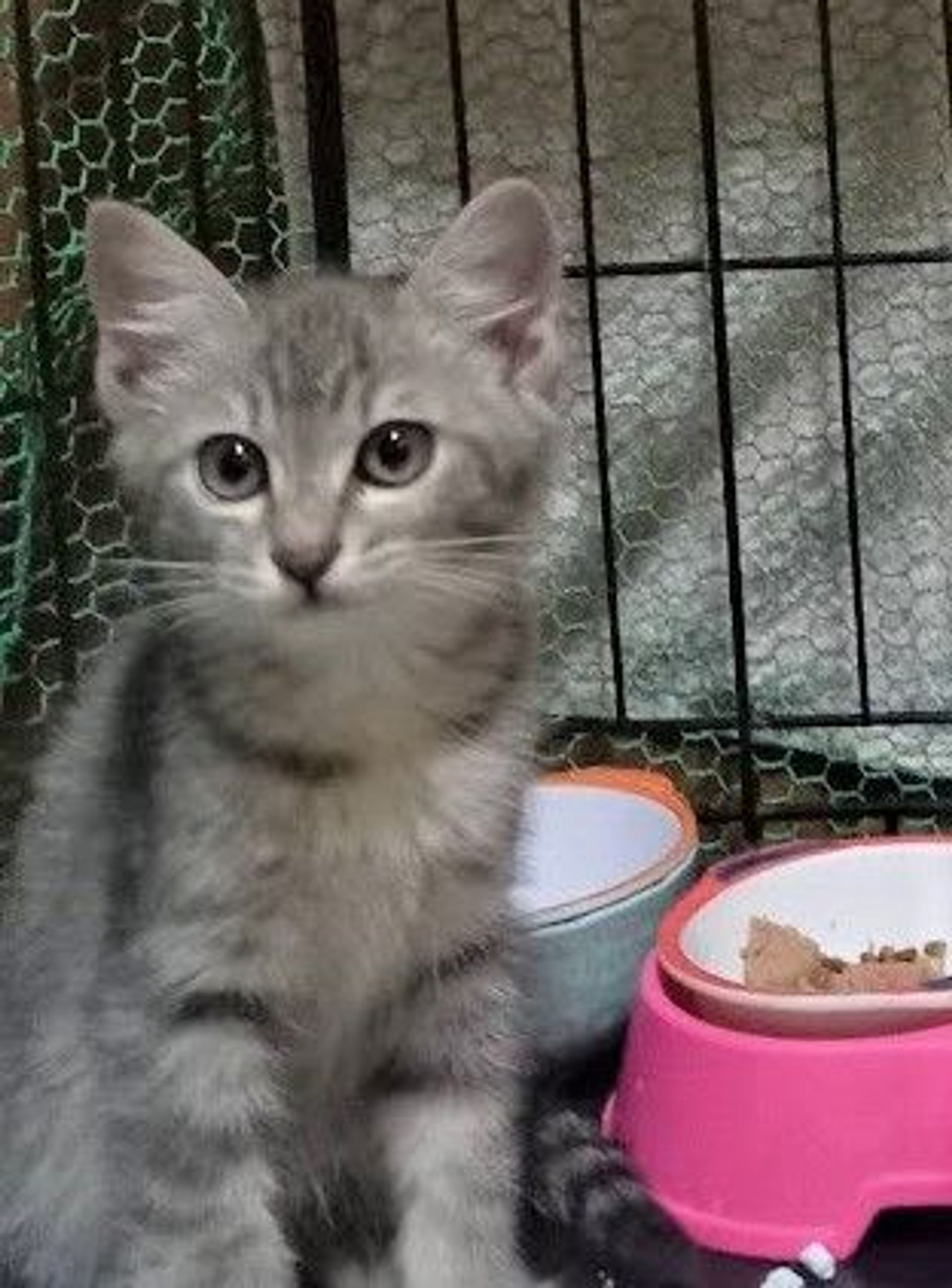 雑種（ミックス猫）・メスの里親募集の写真