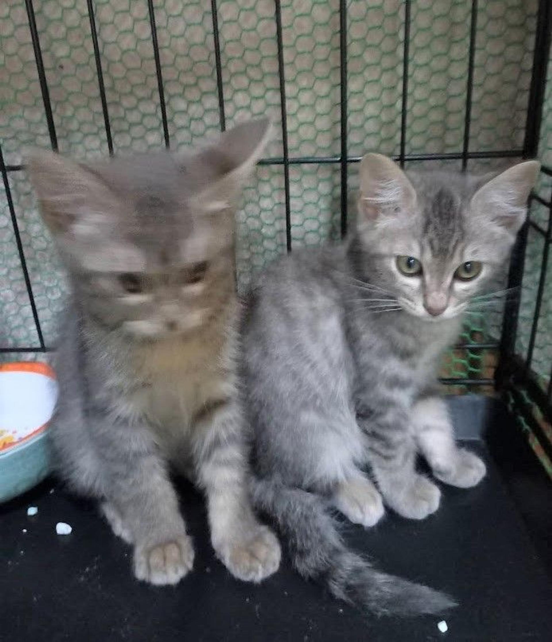 pet-image-4