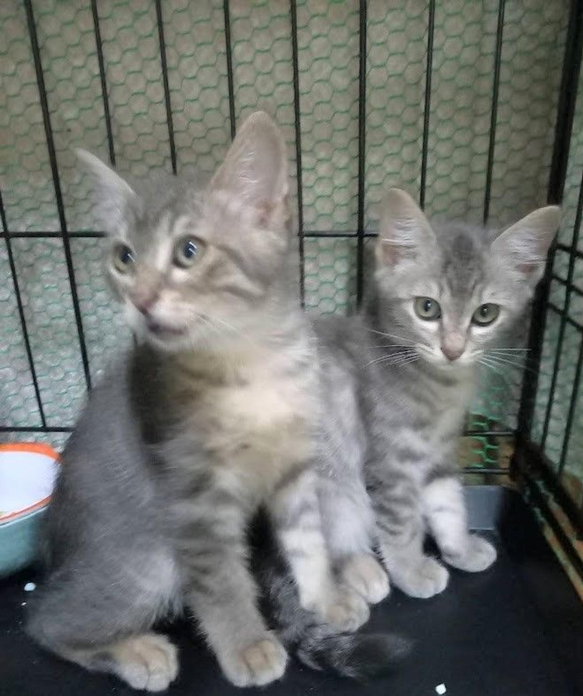 pet-image-5