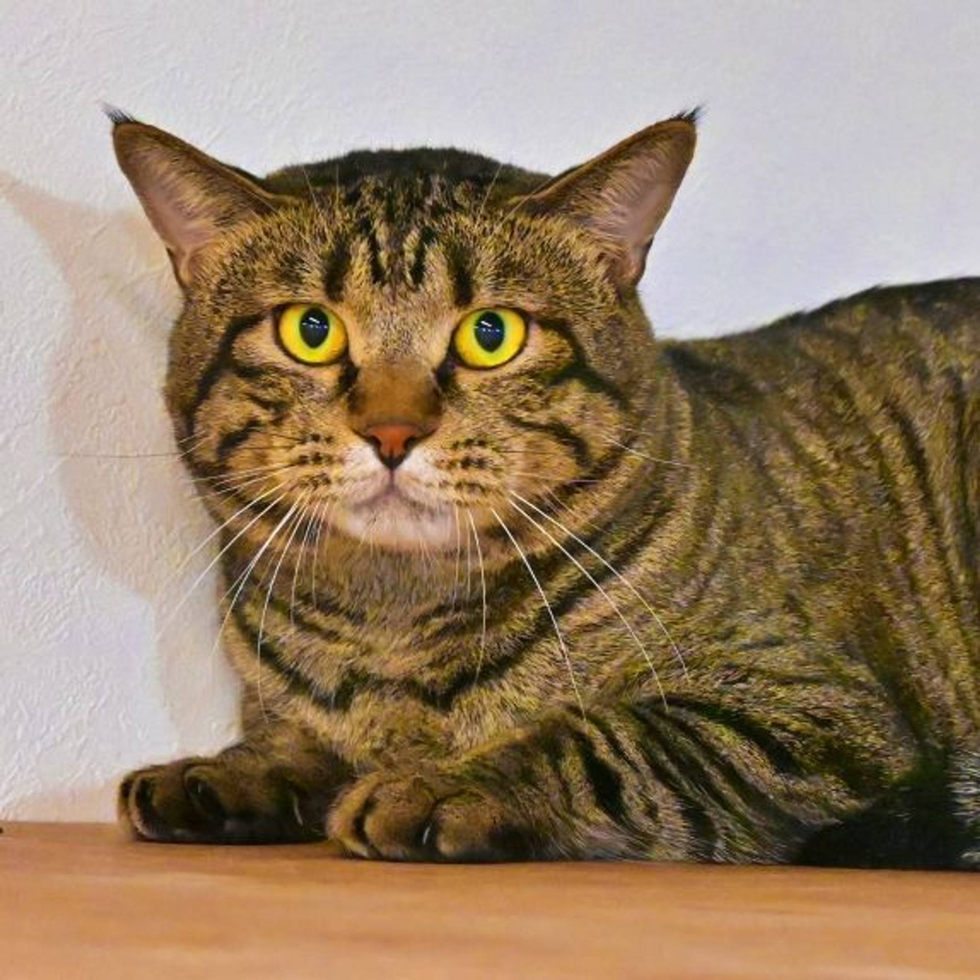 雑種（ミックス猫）・オスの里親募集の写真