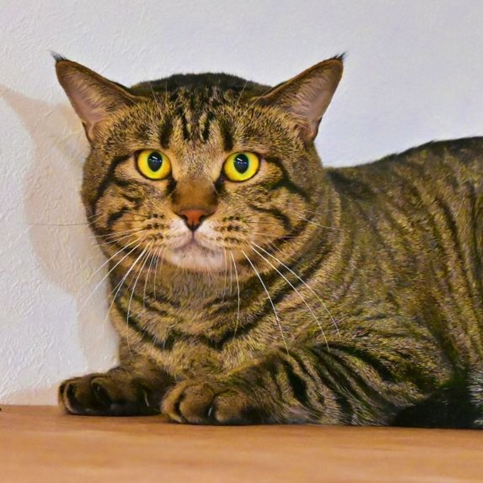 雑種（ミックス猫）・オスの里親募集の写真