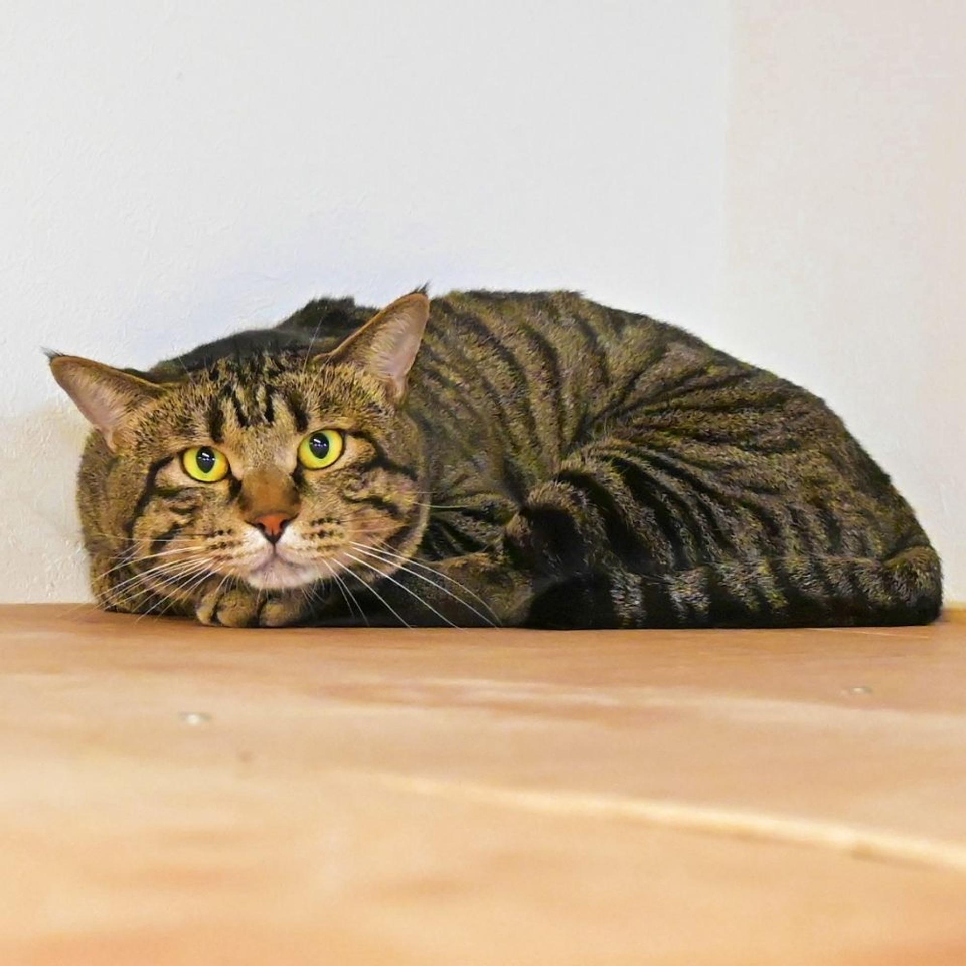 pet-image-2