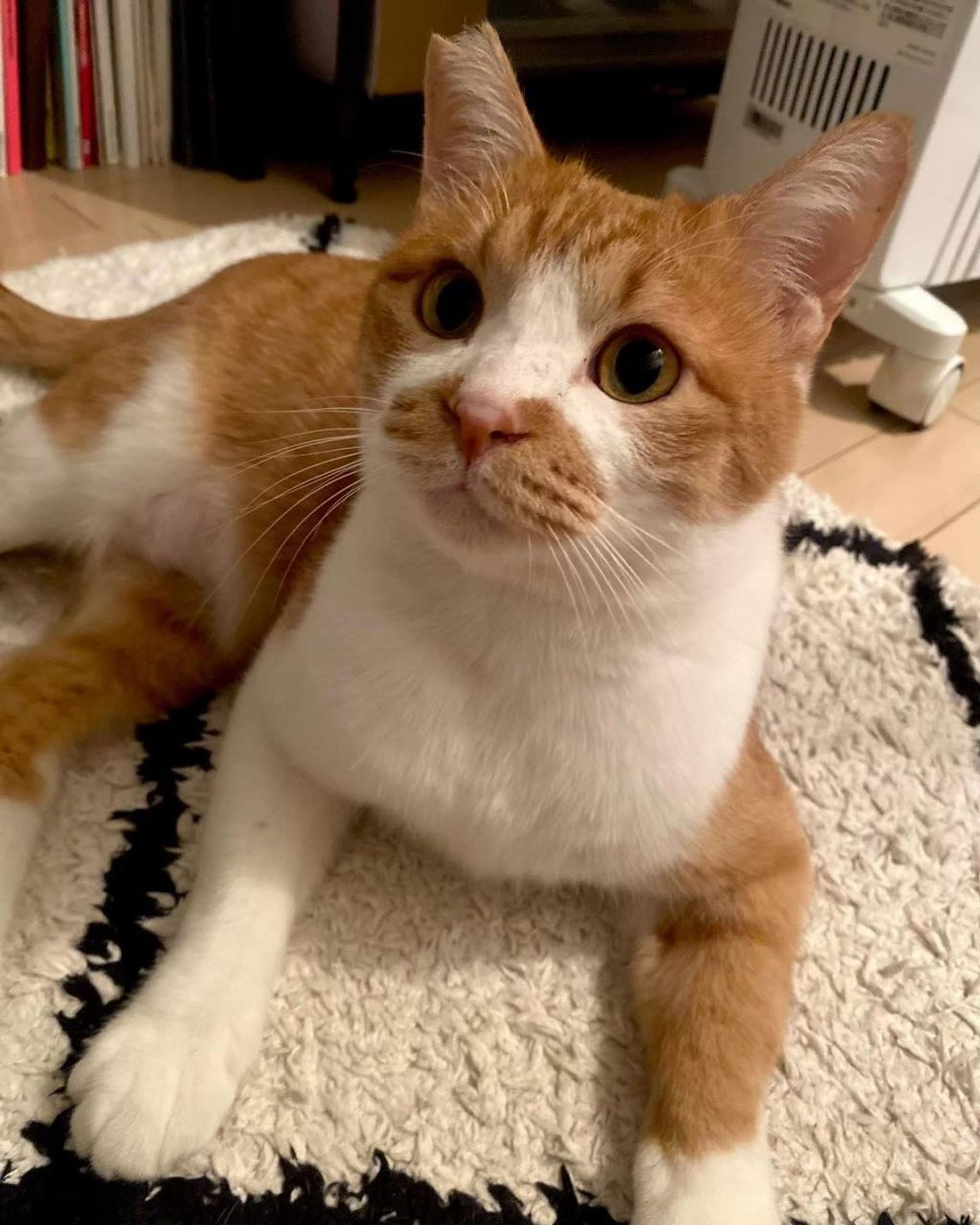 雑種（ミックス猫）・オスの里親募集の写真