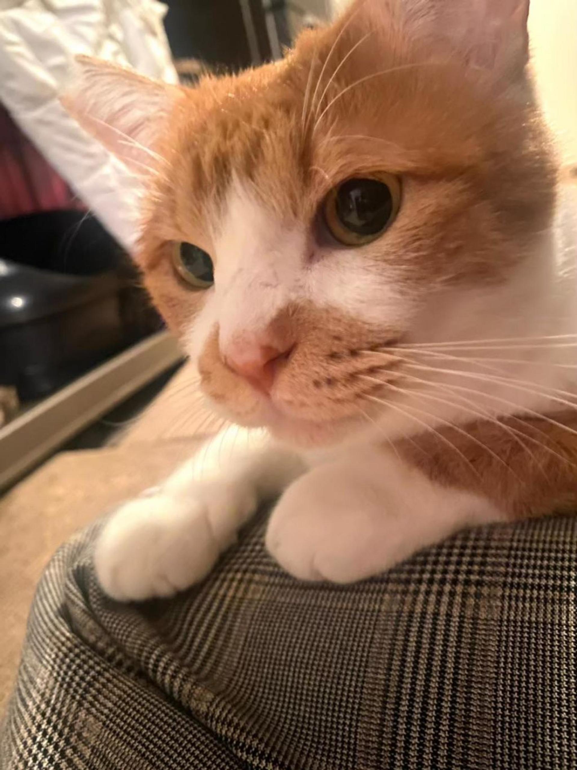 pet-image-2