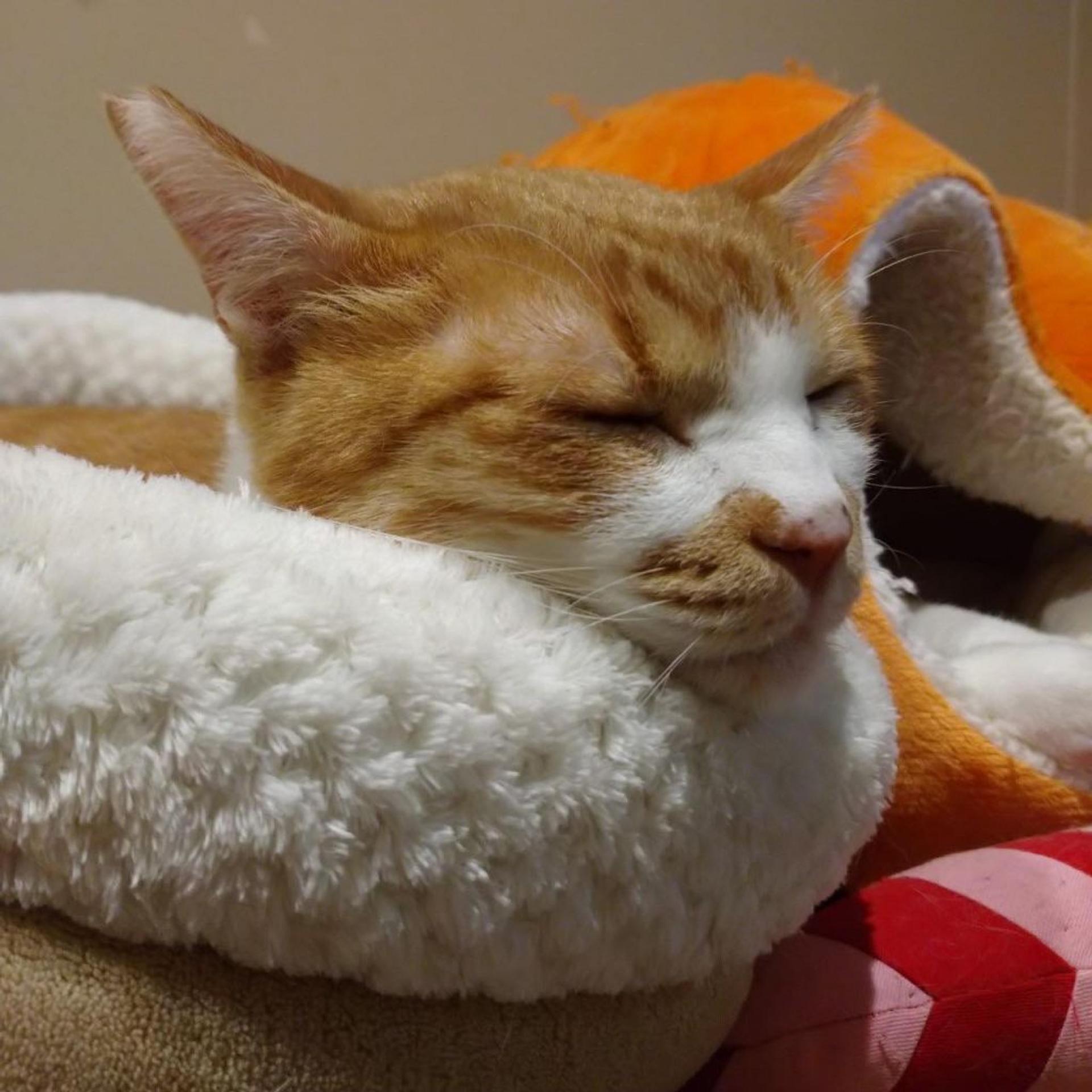 pet-image-3