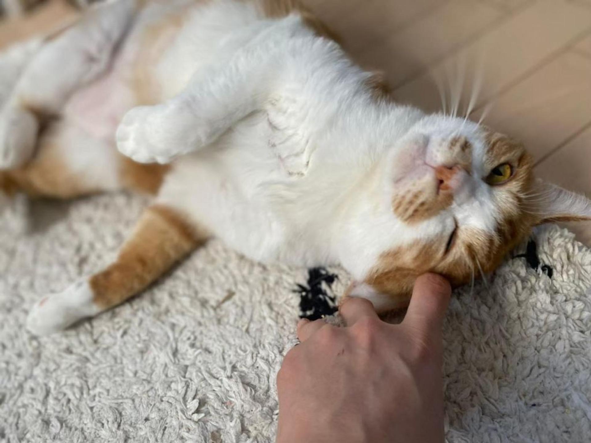 pet-image-4