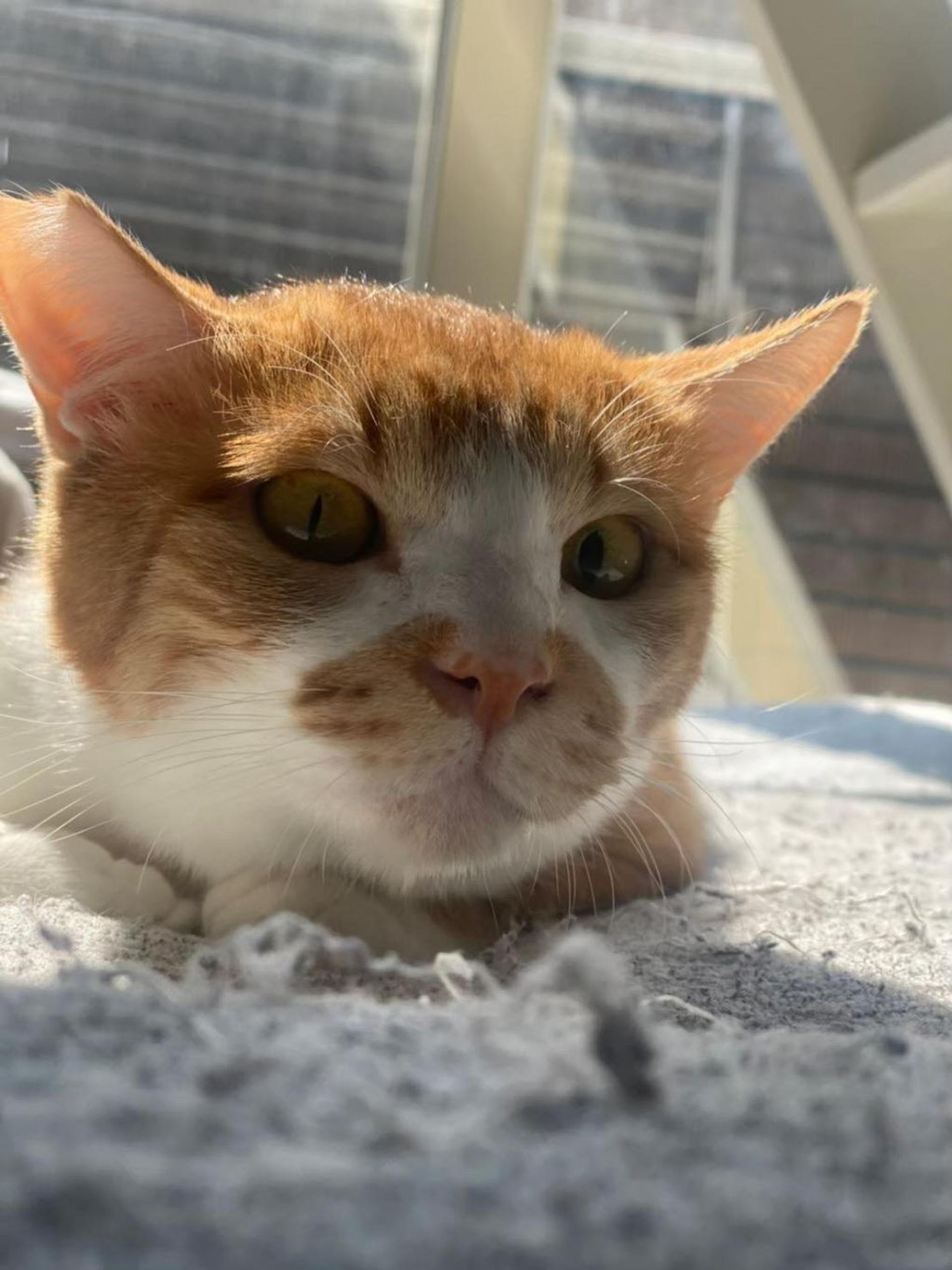 pet-image-5