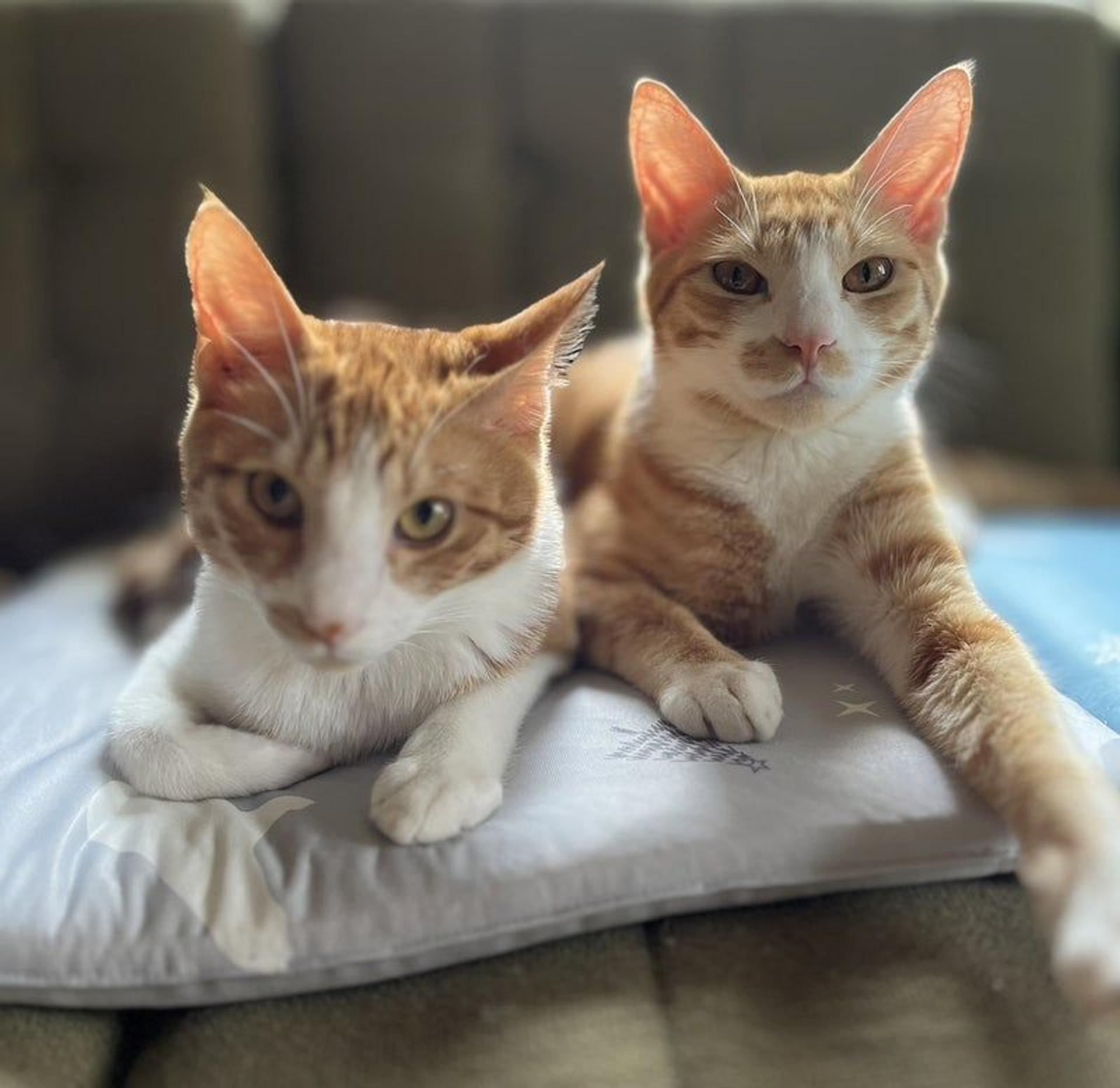 pet-image-5