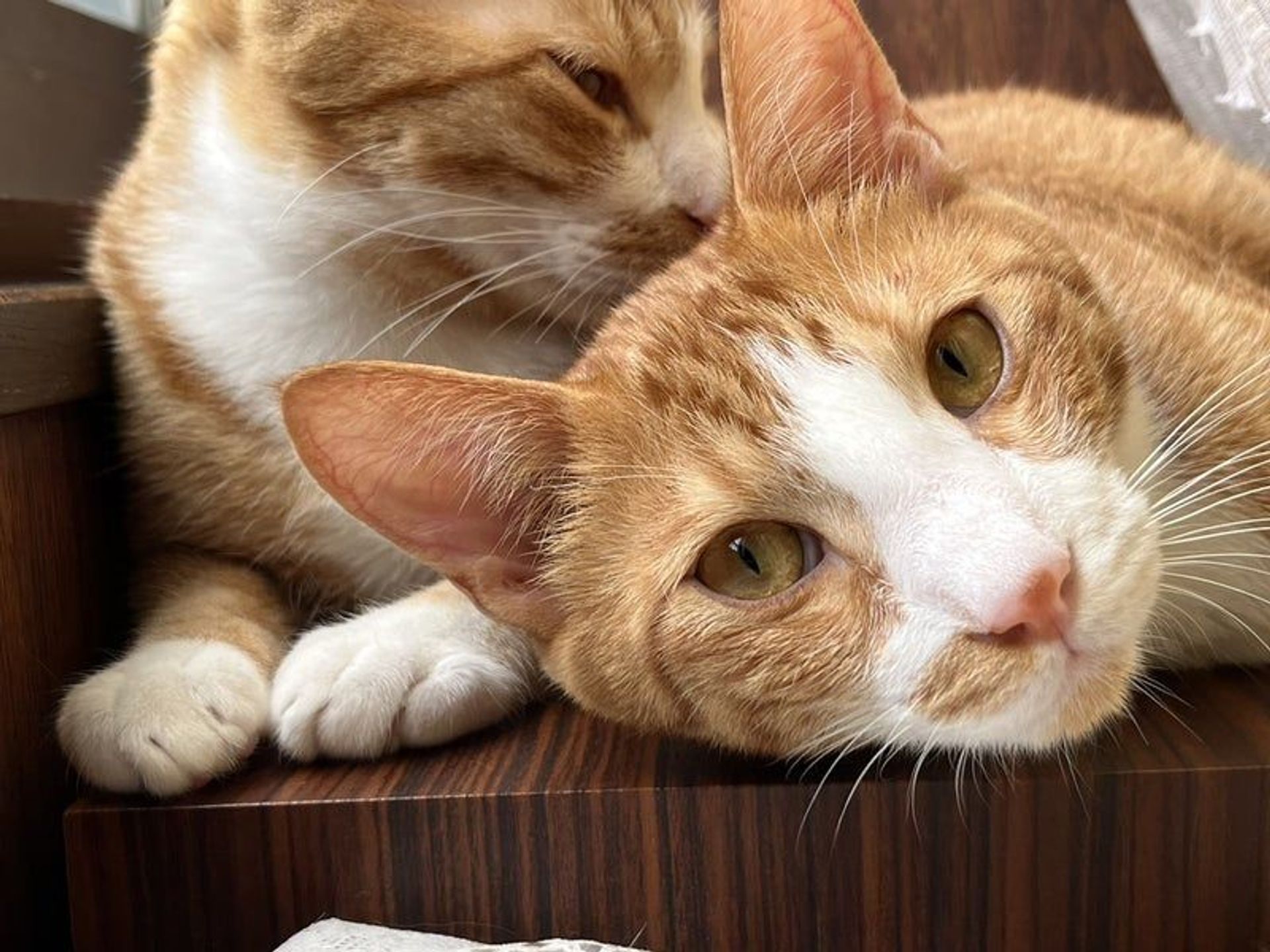 雑種（ミックス猫）・オスの里親募集の写真