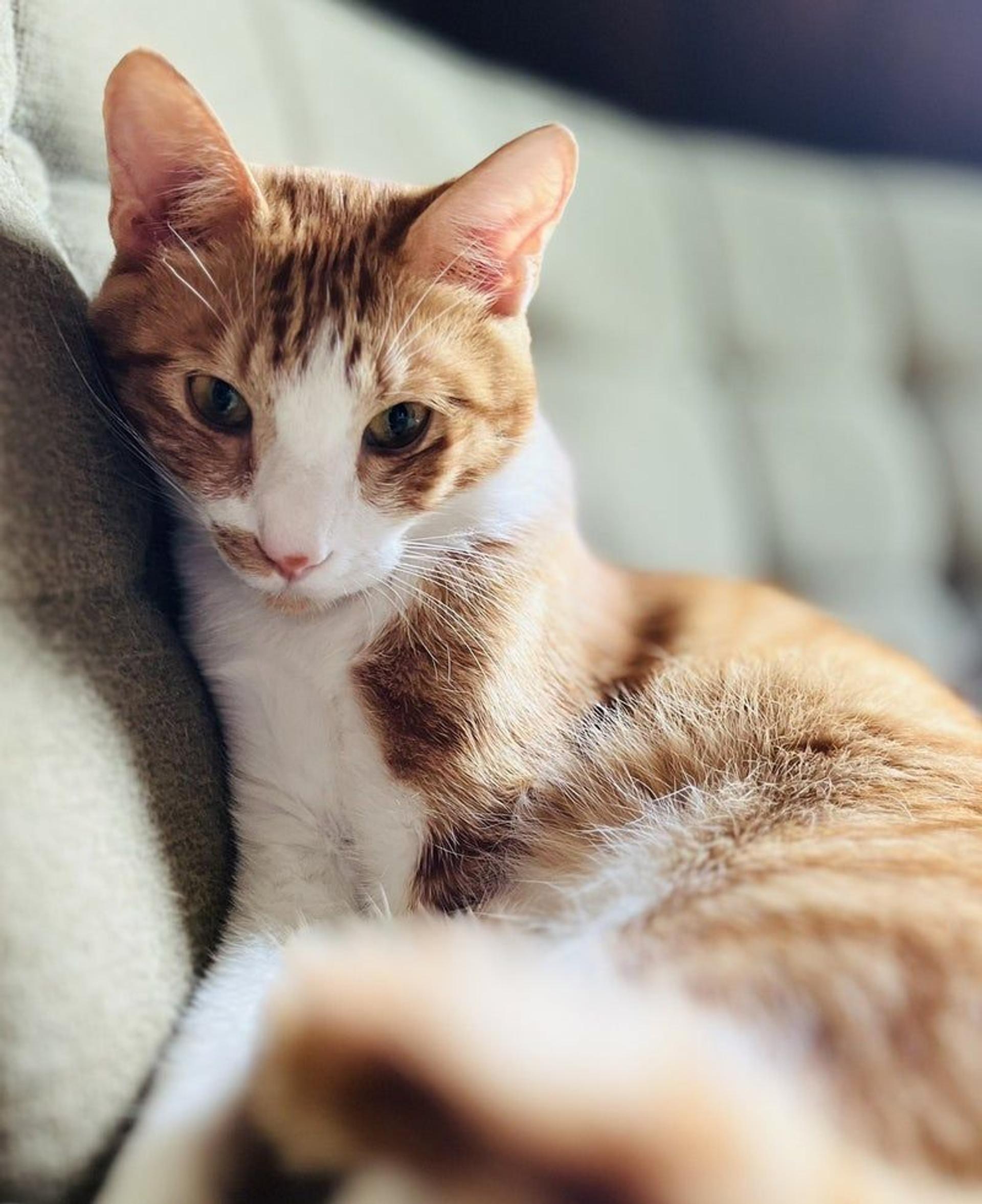 pet-image-4