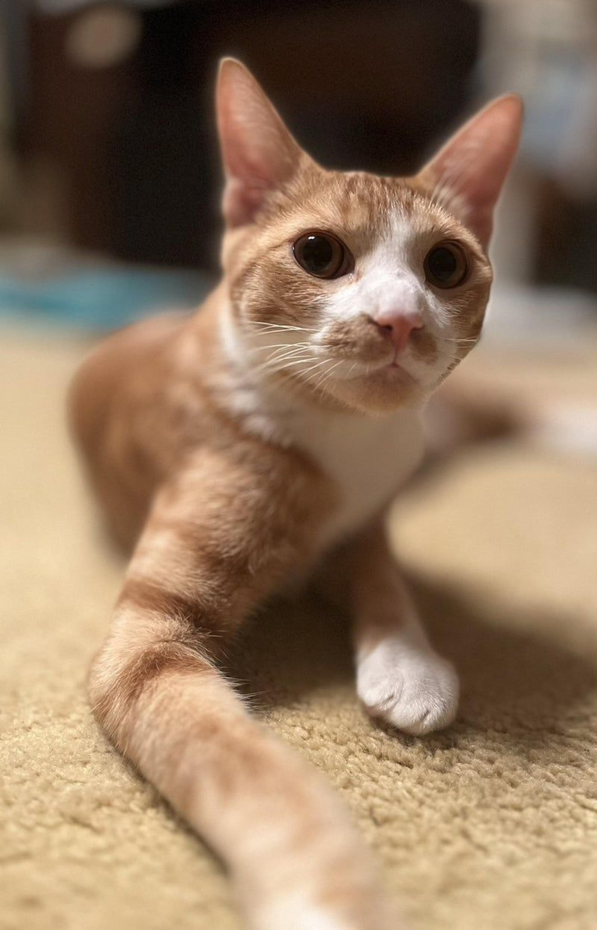 pet-image-3